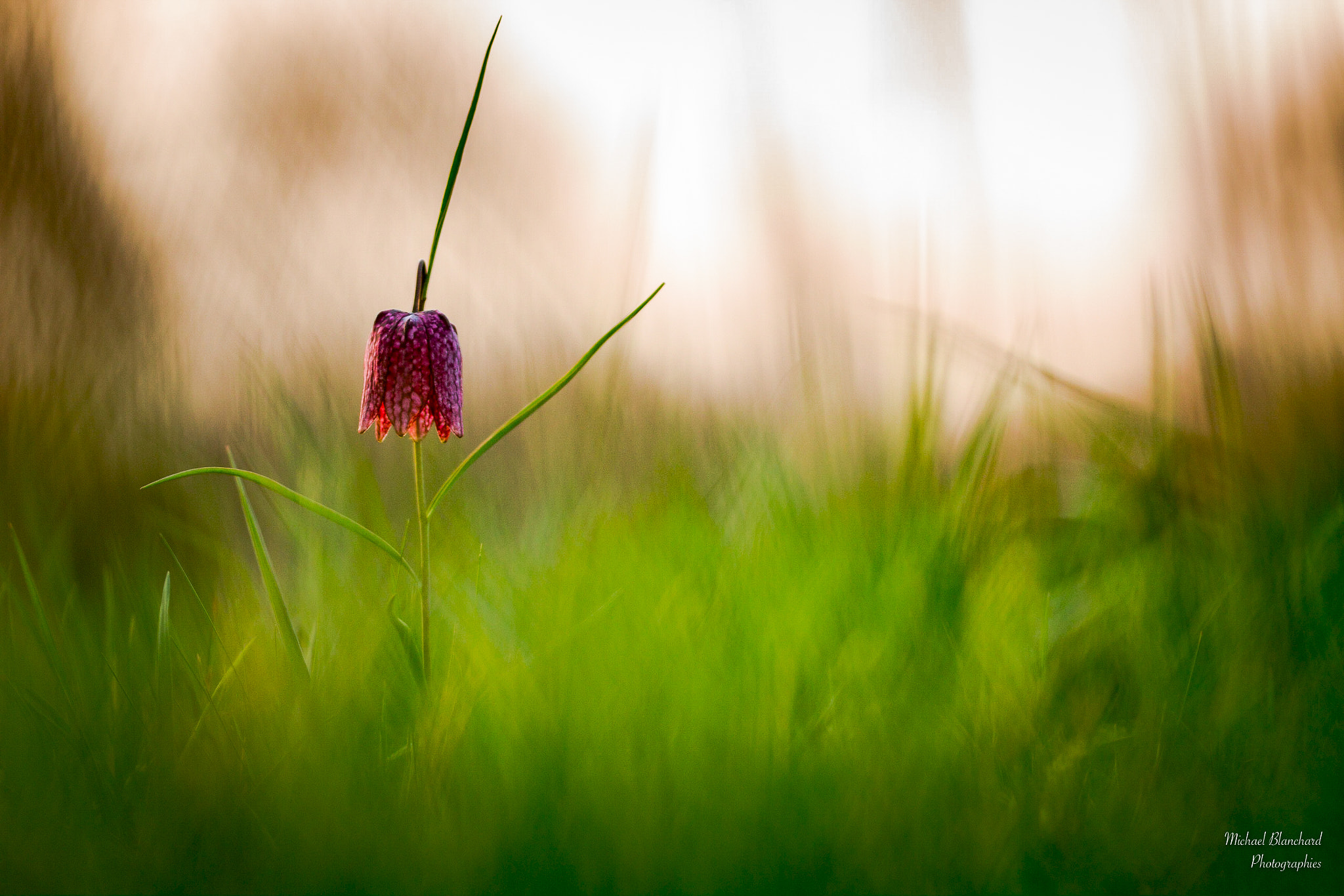 Sigma APO Macro 150mm f/2.8 EX DG HSM sample photo. Eveil printanier photography