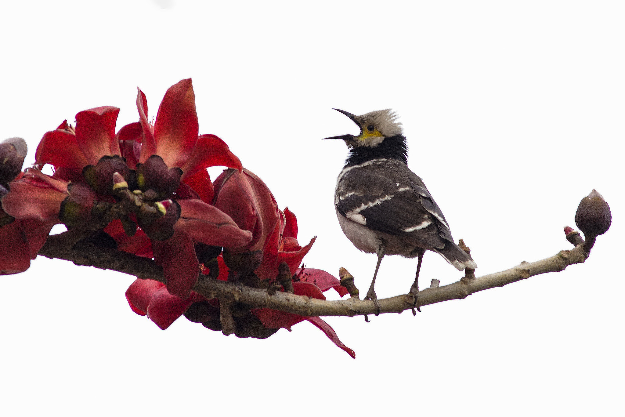 AF Nikkor 300mm f/4 IF-ED sample photo. Singing bird with kapok tree photography