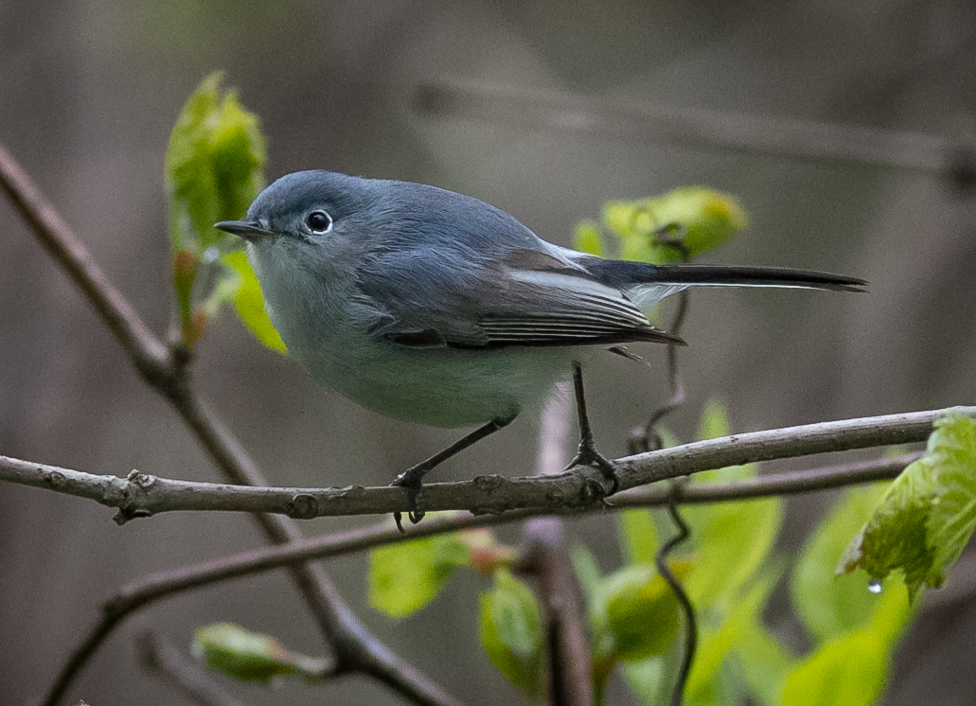 Canon EOS 7D + Canon EF 400mm F5.6L USM sample photo. Blue-gray gnatcatcher #2 photography