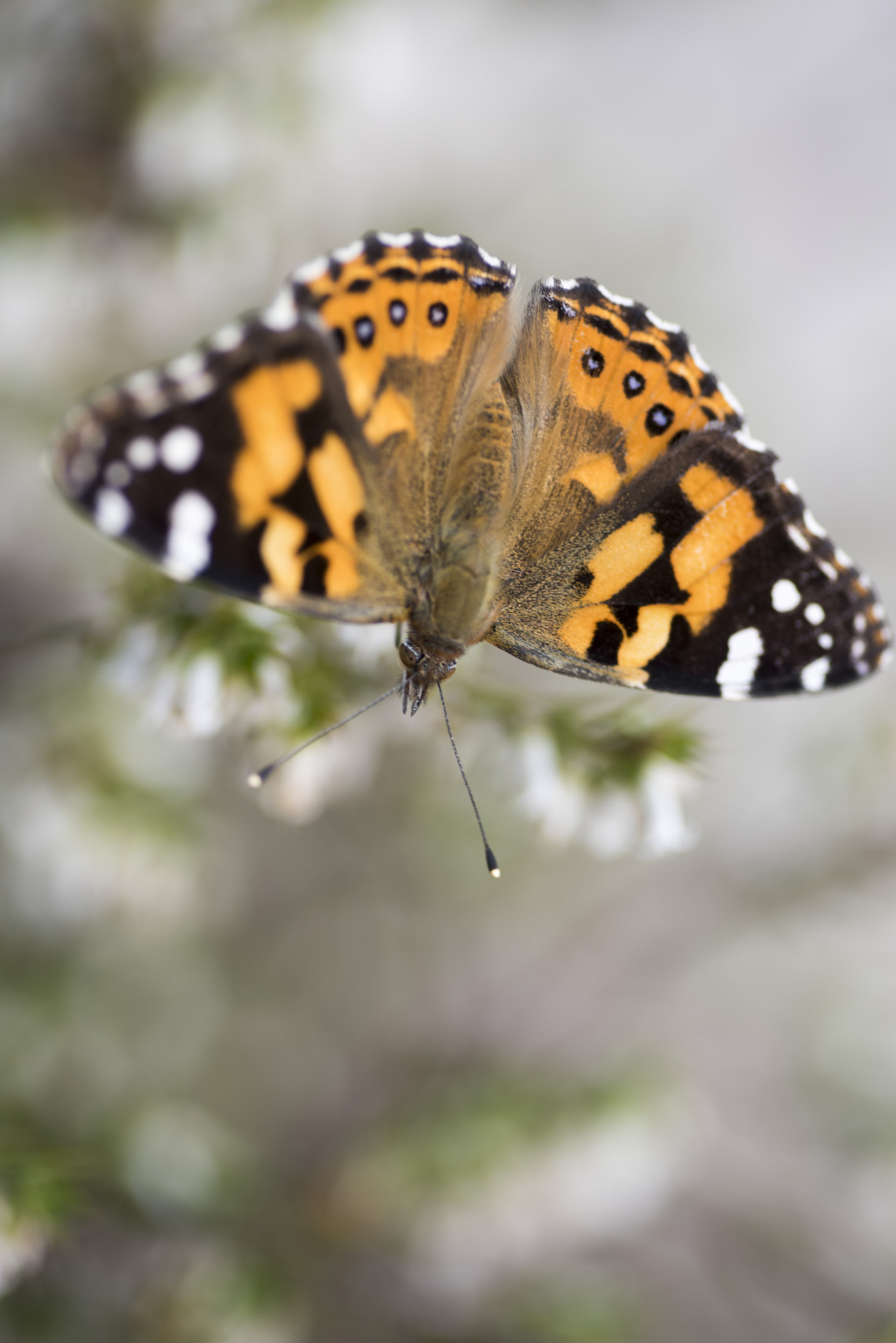Nikon D810 sample photo. Unseen beauty of western australia photography