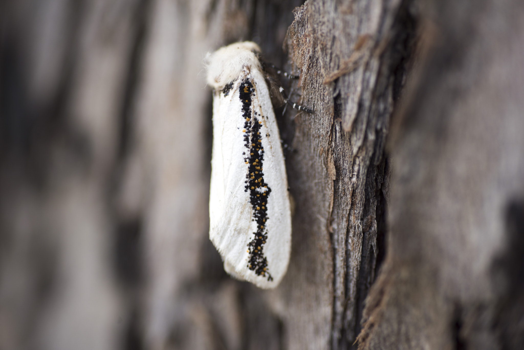 Nikon D810 sample photo. Unseen beauty of western australia photography