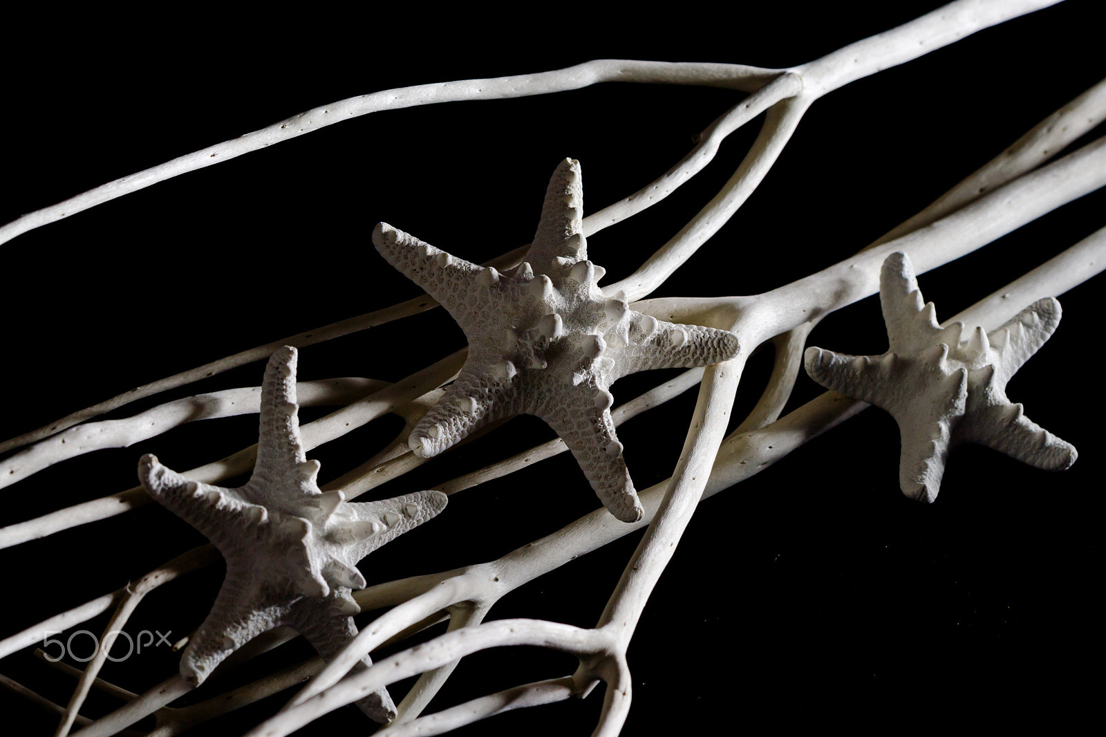 Canon EOS 30D sample photo. B&w background - starfish with branch photography