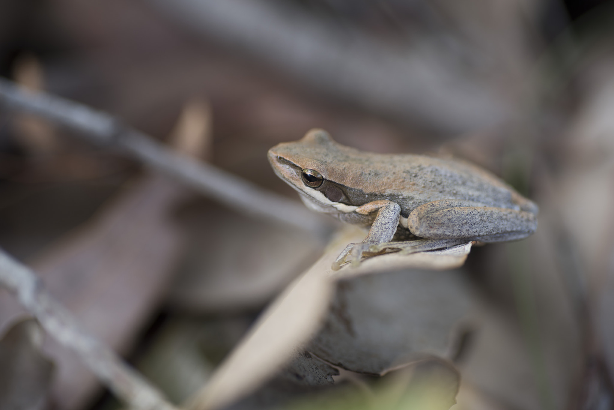 Nikon D810 sample photo. Unseen beauty of western australia photography