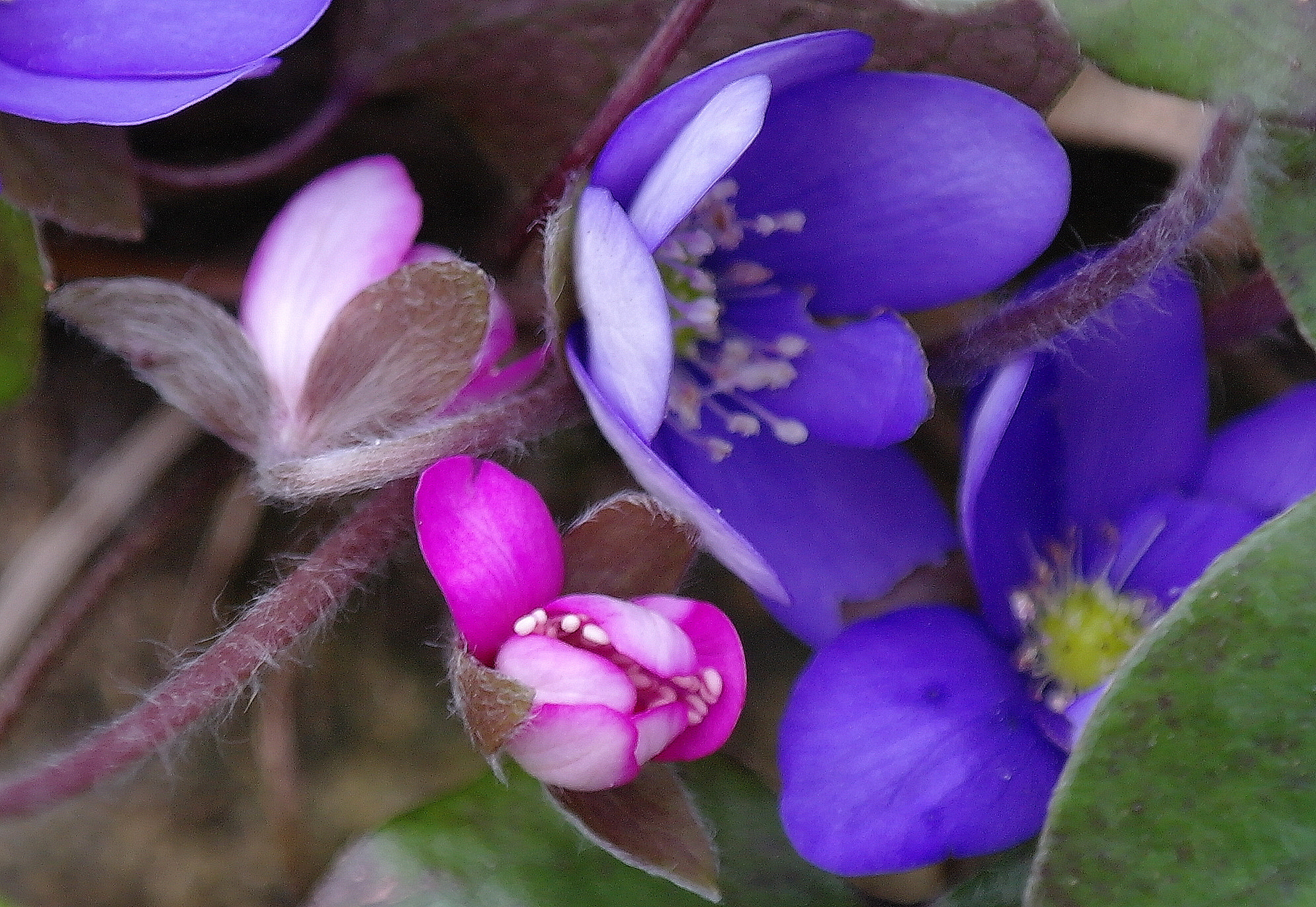 Samsung NX10 sample photo. "rosa und blau" photography