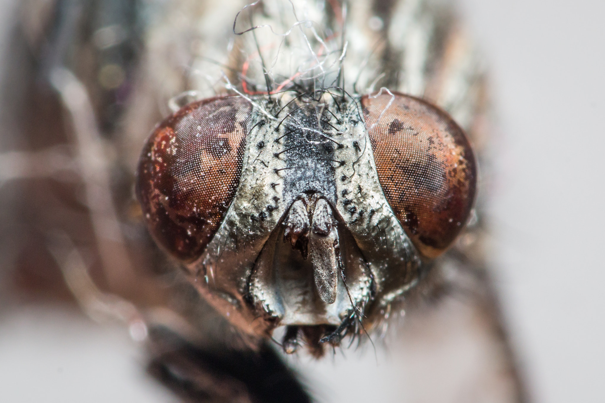 Sigma 105mm F2.8 EX DG OS HSM sample photo. Mucha photography
