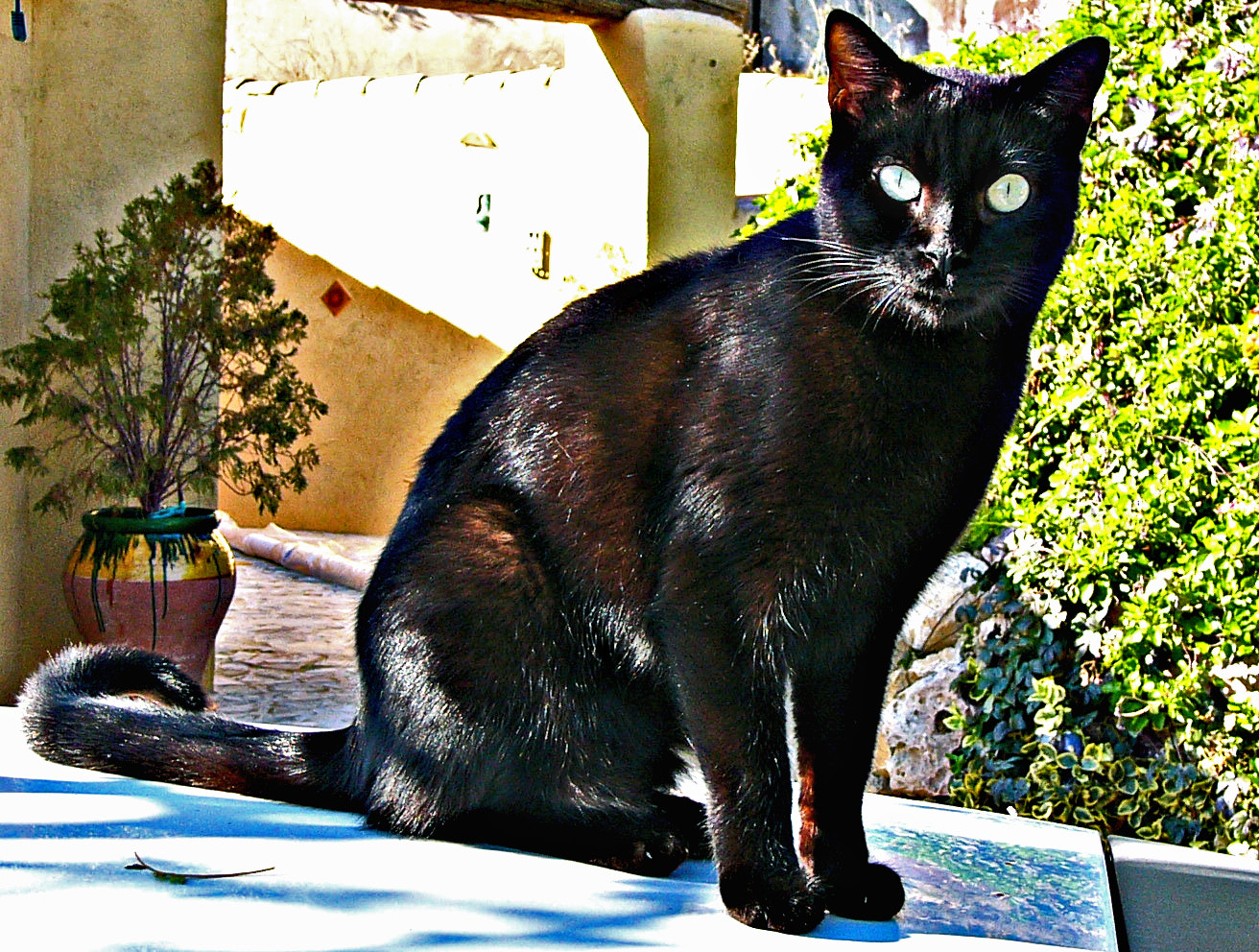 Panasonic DMC-FZ1 sample photo. Black cat photography