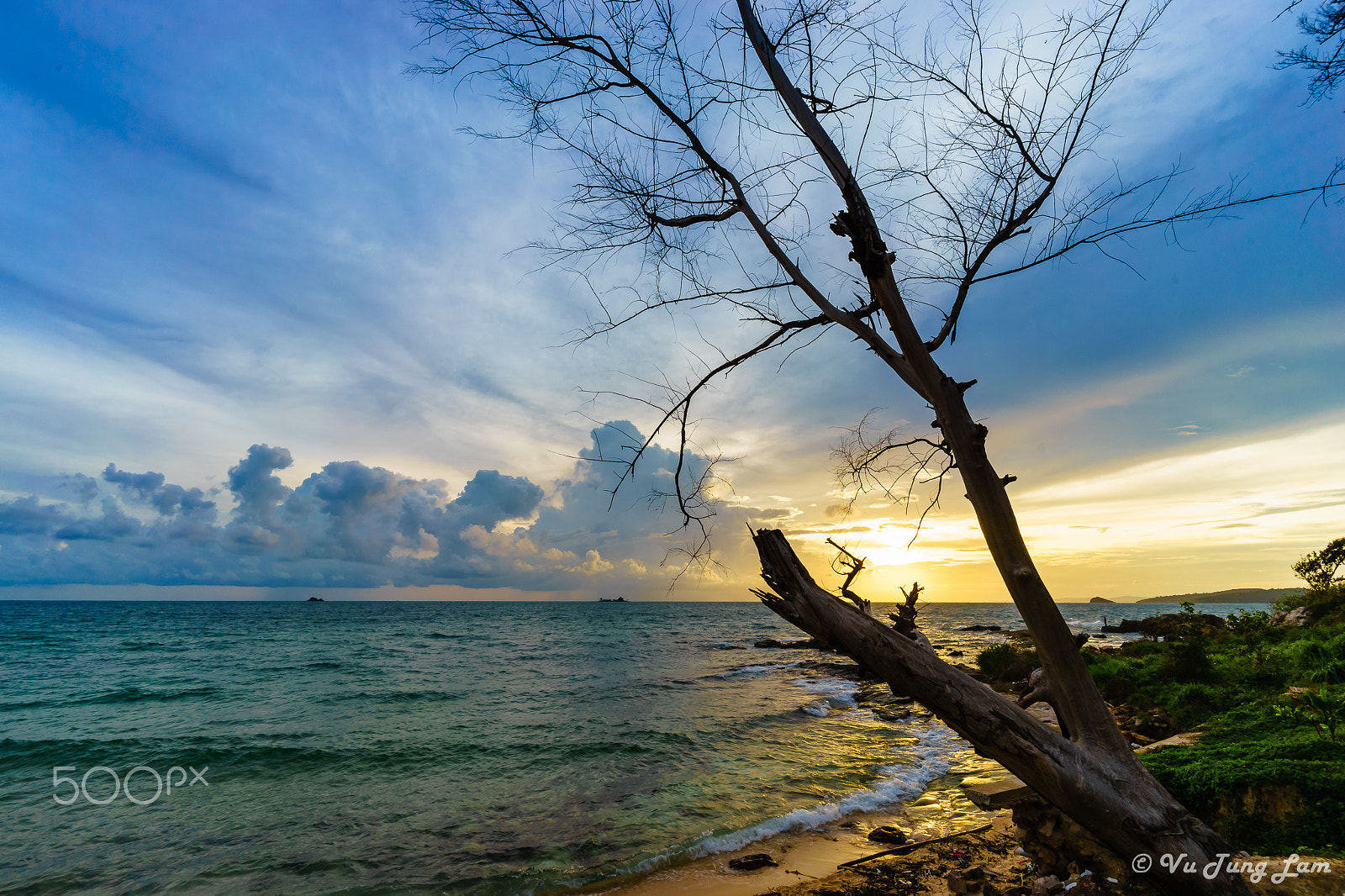 Sony a7 II sample photo. Dead tree by the sea photography