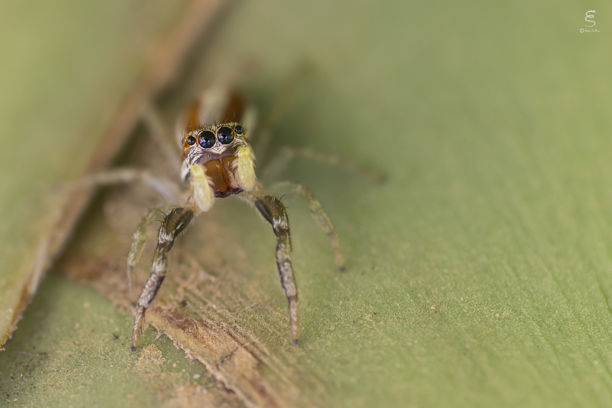 Sigma 105mm F2.8 EX DG OS HSM sample photo. Icius sp. photography