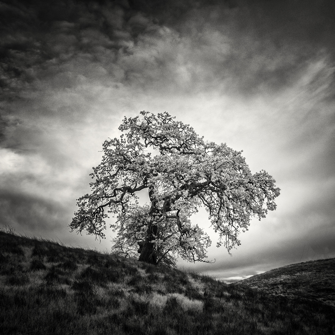 Sony Alpha DSLR-A700 sample photo. Tree on hill photography