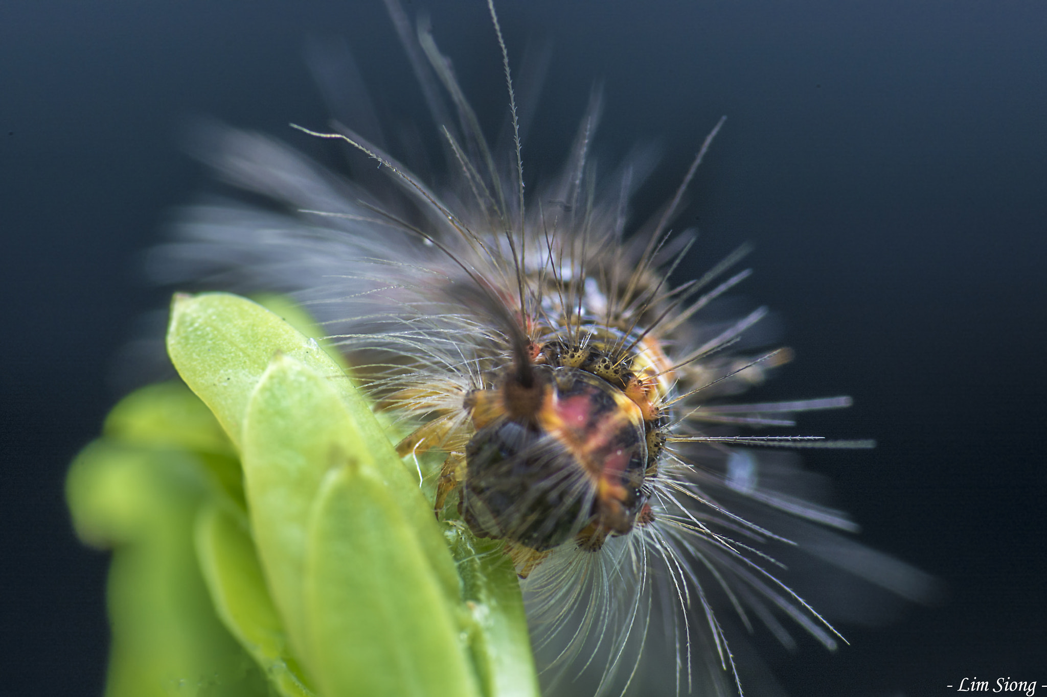 Nikon D7100 sample photo. Hairy caterpillar photography