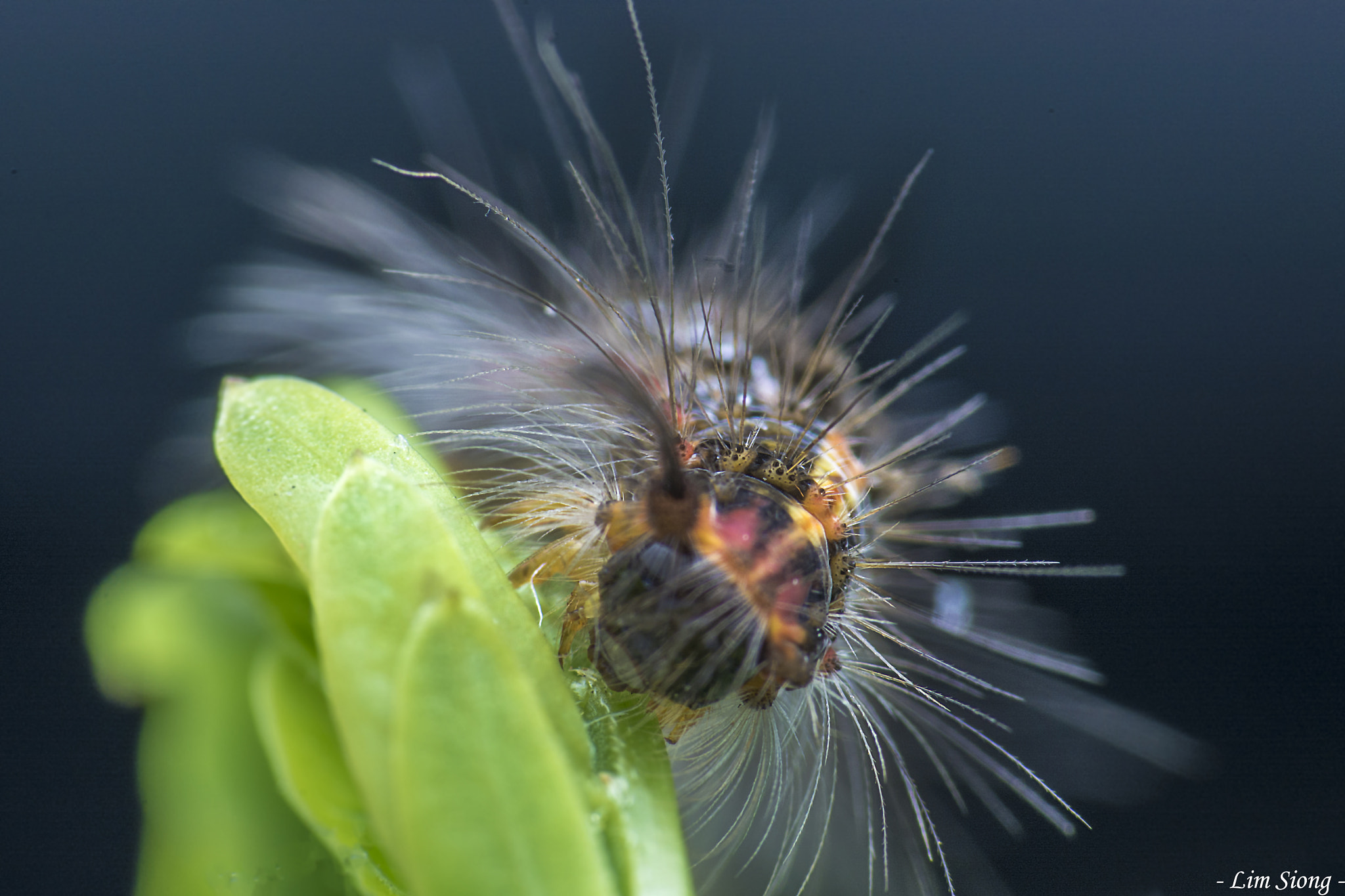 Sigma 70-300mm F4-5.6 APO DG Macro sample photo. Hairy caterpillar photography