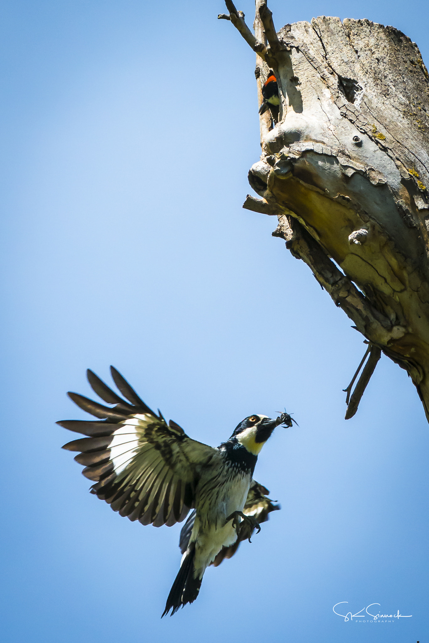 Nikon D800 sample photo. Acorn woodpecker photography