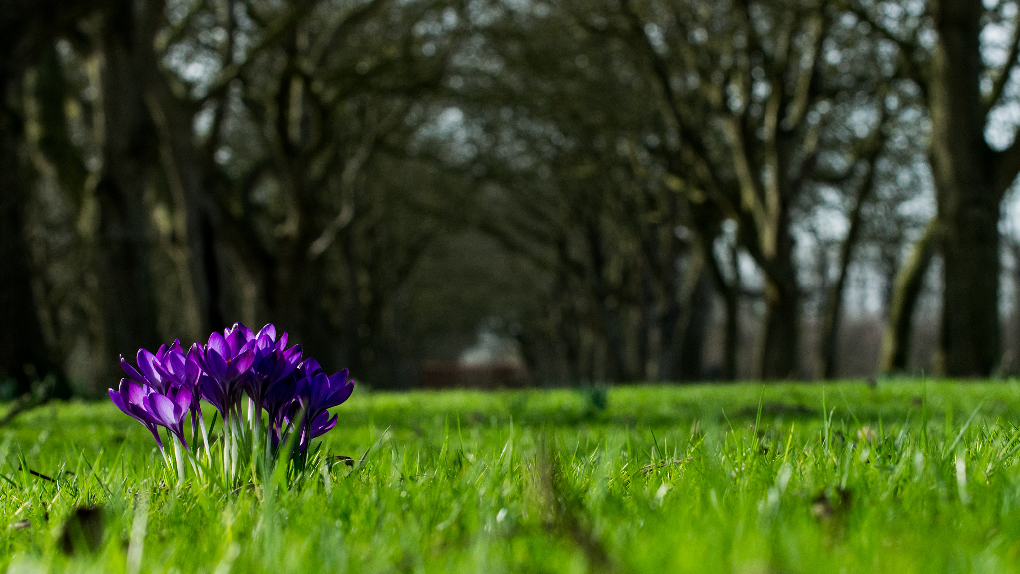 Pentax K-5 sample photo. Crocus photography