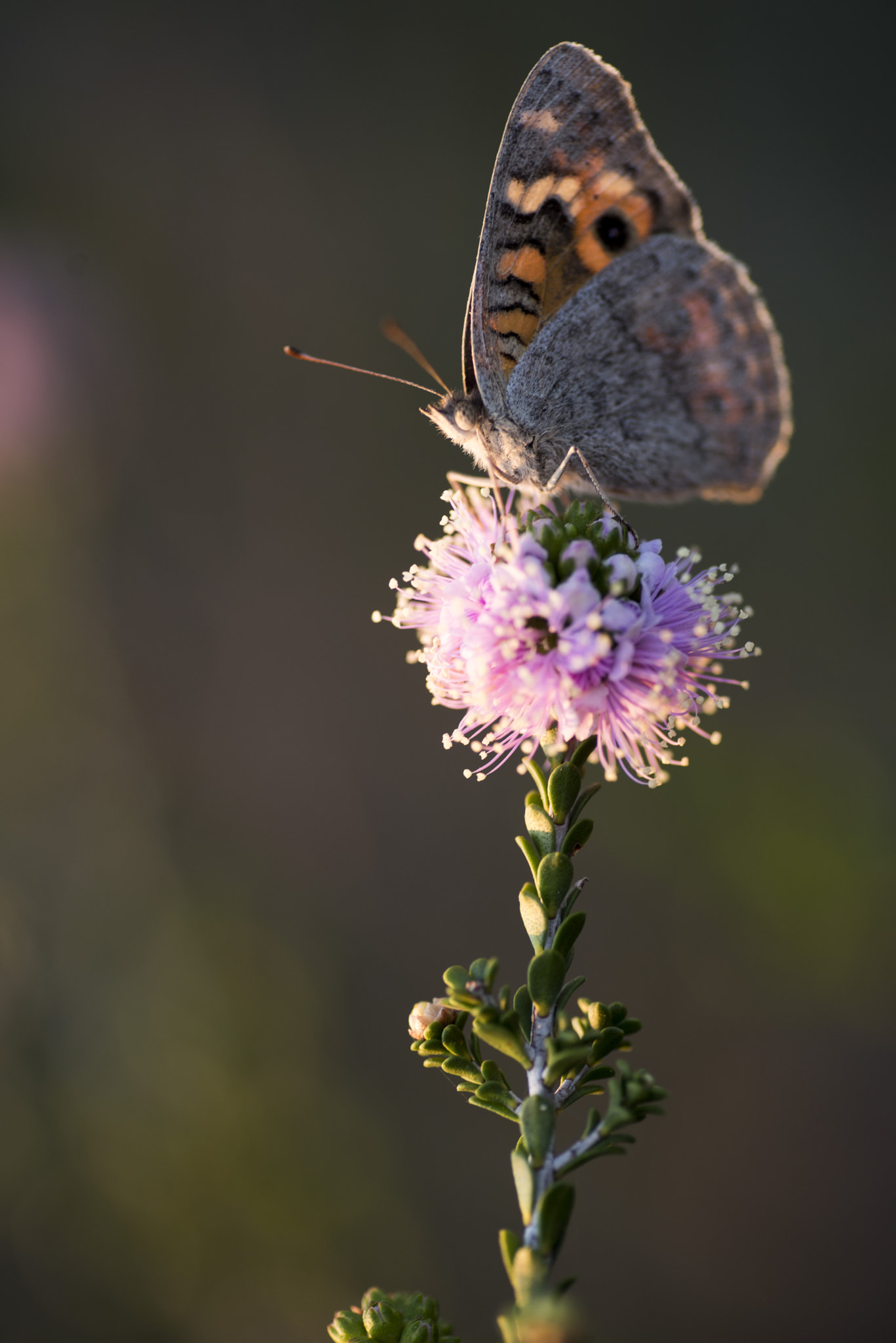 Nikon D810 sample photo. Unseen beauty of western australia photography