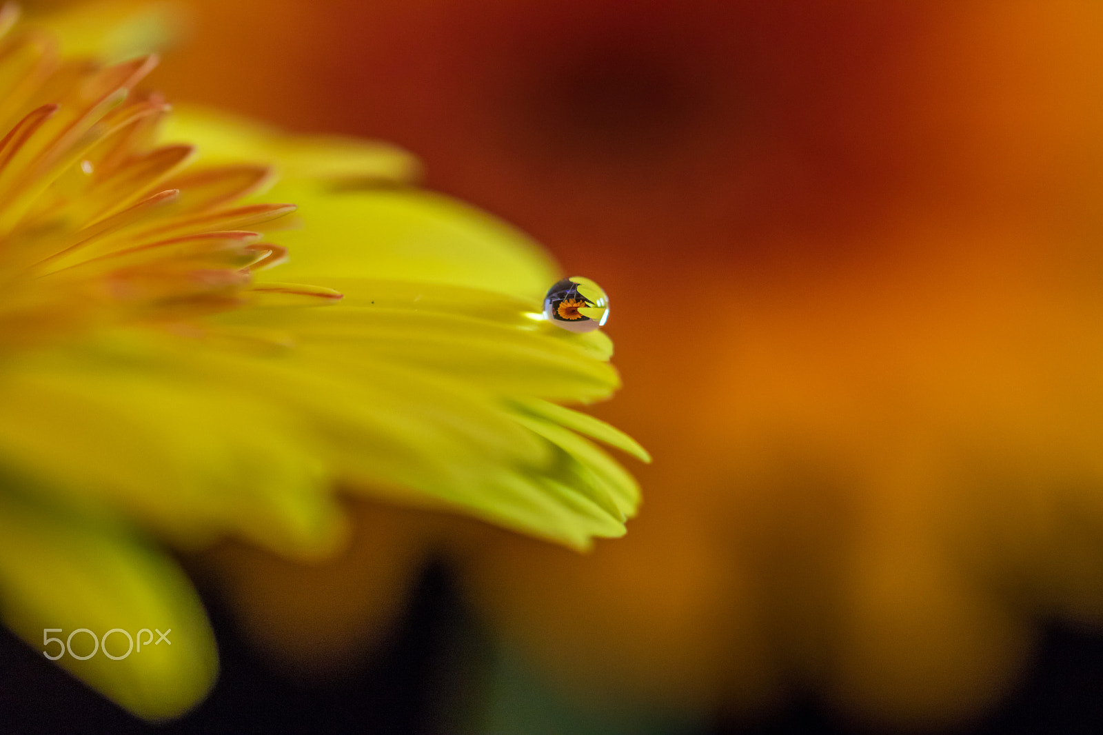 Canon EF 100mm F2.8L Macro IS USM sample photo. Yellow photography
