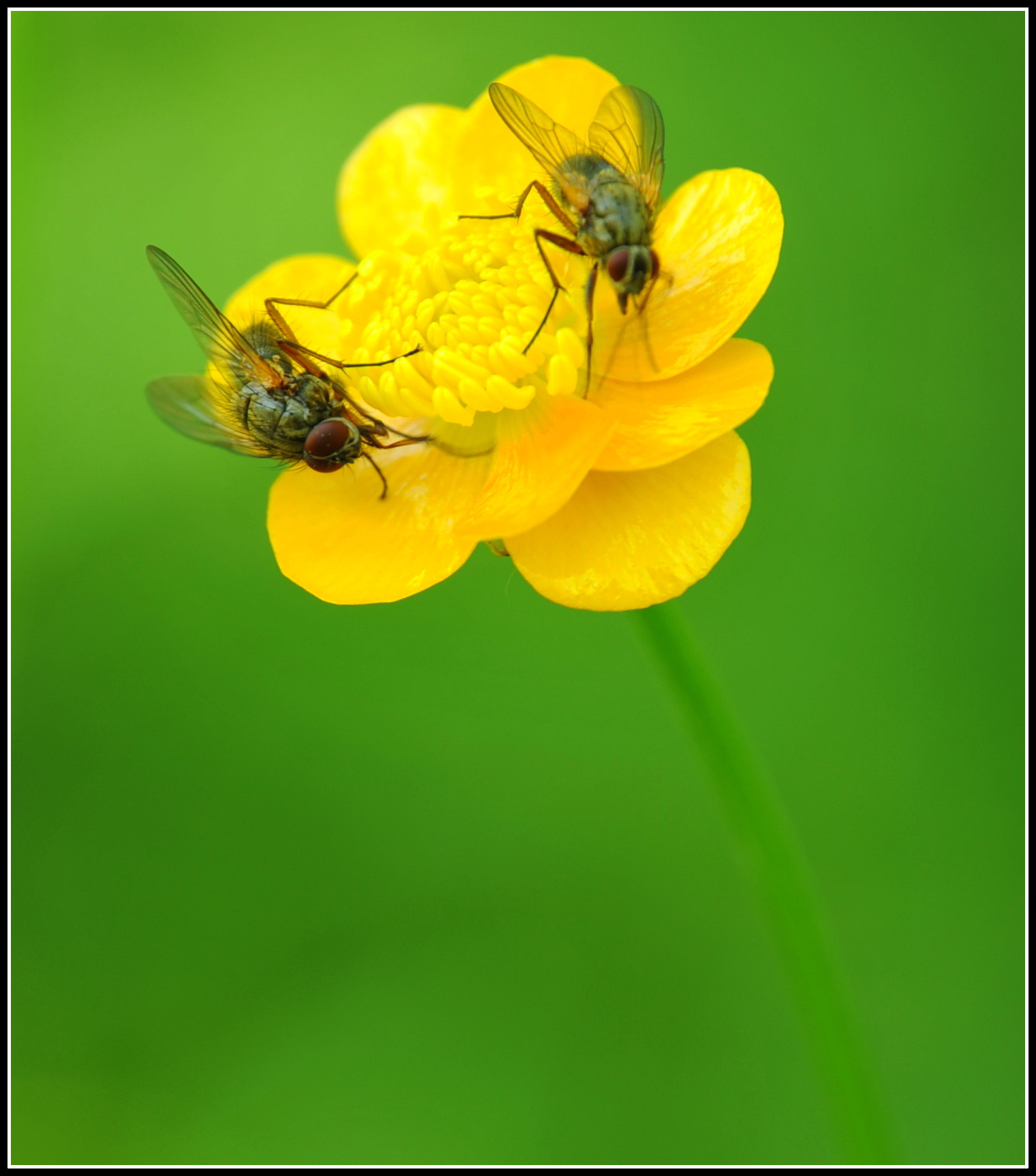 Nikon D700 sample photo. Am naschen photography