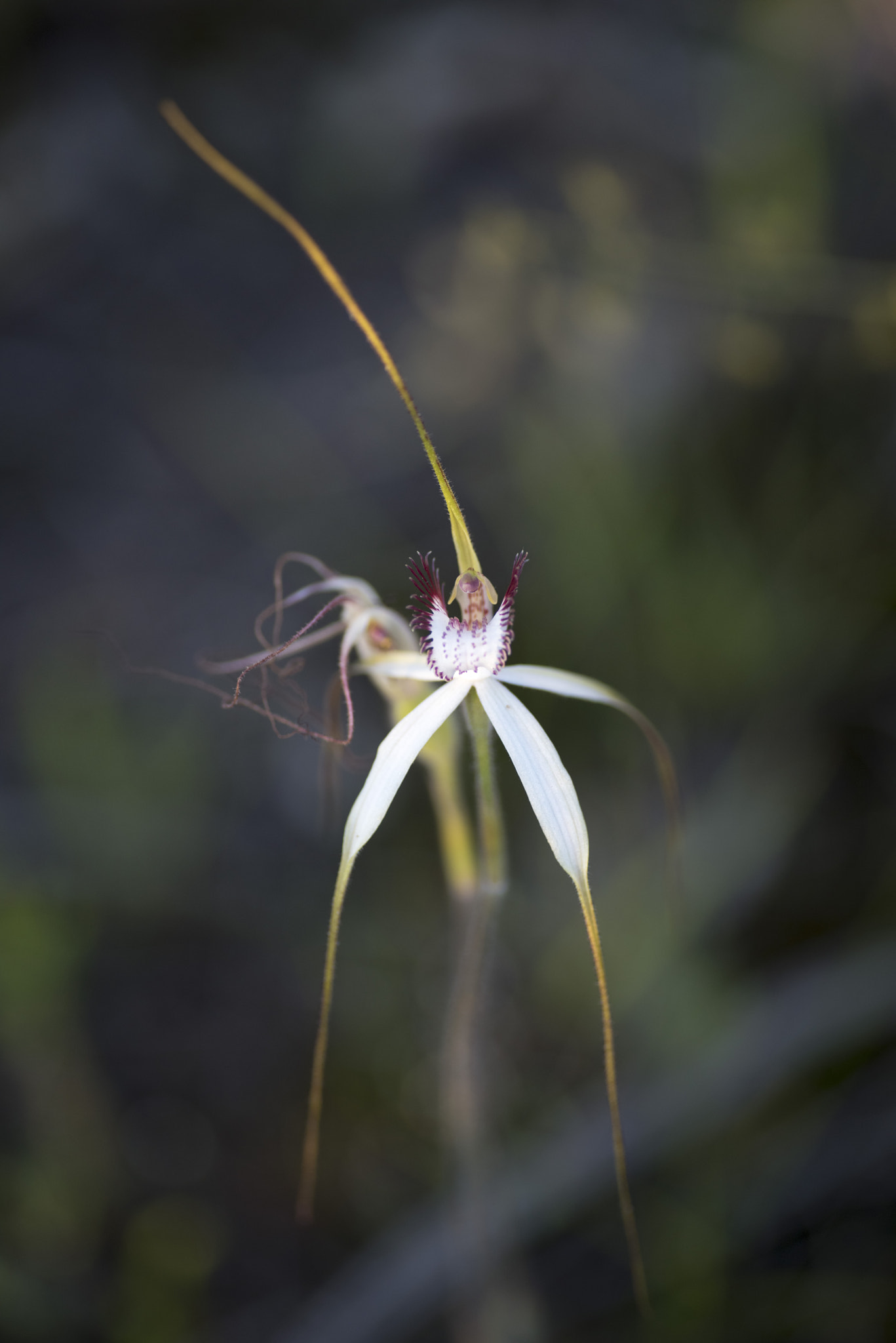 Nikon D810 sample photo. Unseen beauty of western australia photography