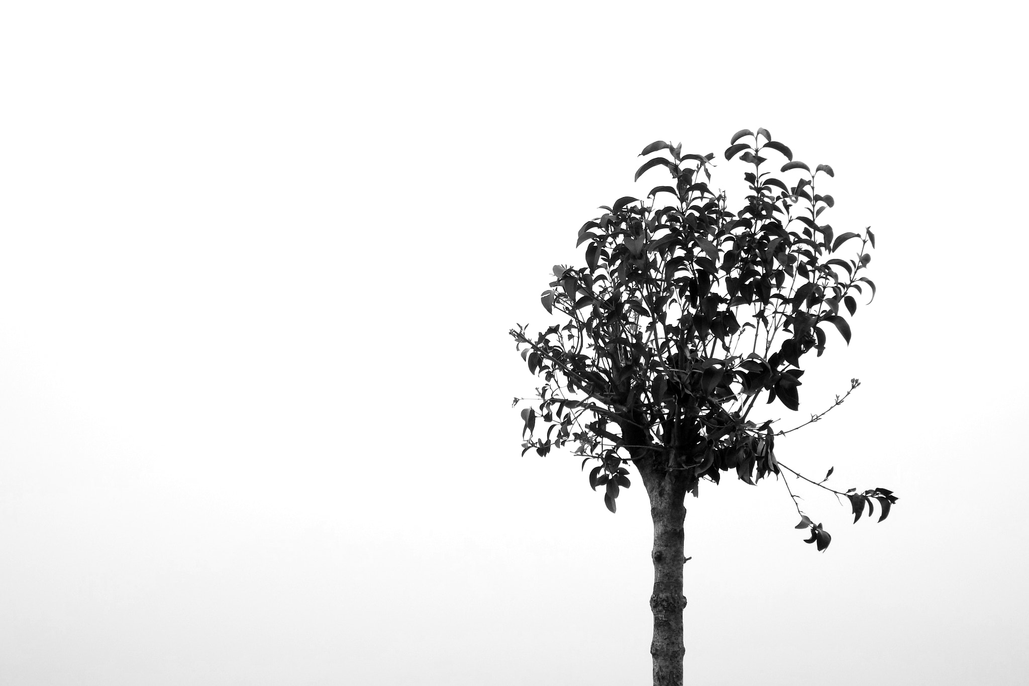 Fujifilm FinePix S9800 sample photo. Little solitary tree photography