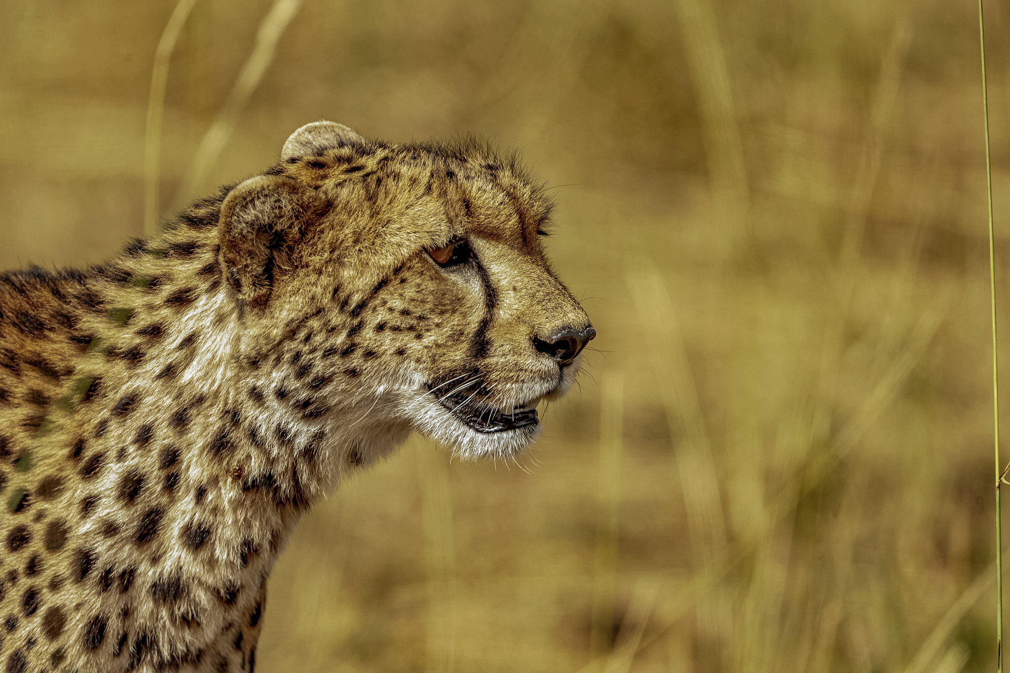 Canon EF 500mm F4L IS USM sample photo. Cheetah  photography