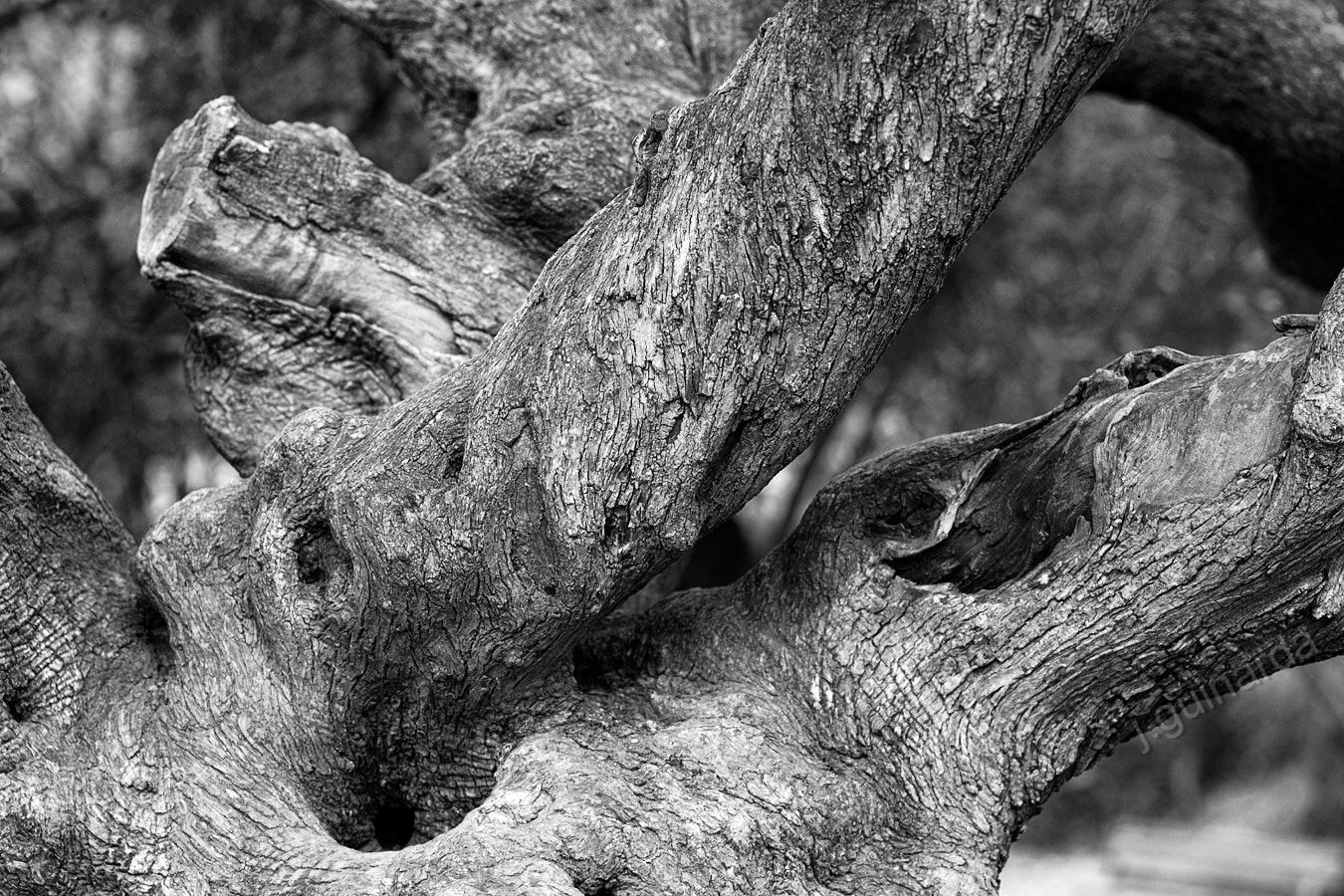 Pentax smc D-FA 100mm F2.8 Macro WR sample photo. Arbre photography