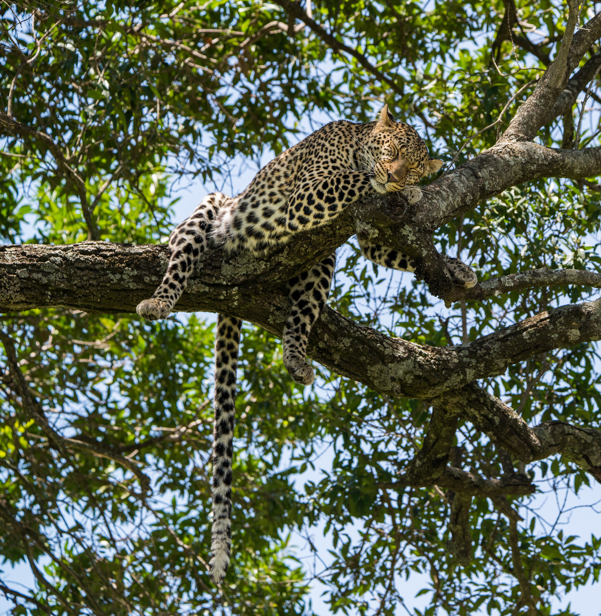 Nikon D600 sample photo. Hanging on the tree photography