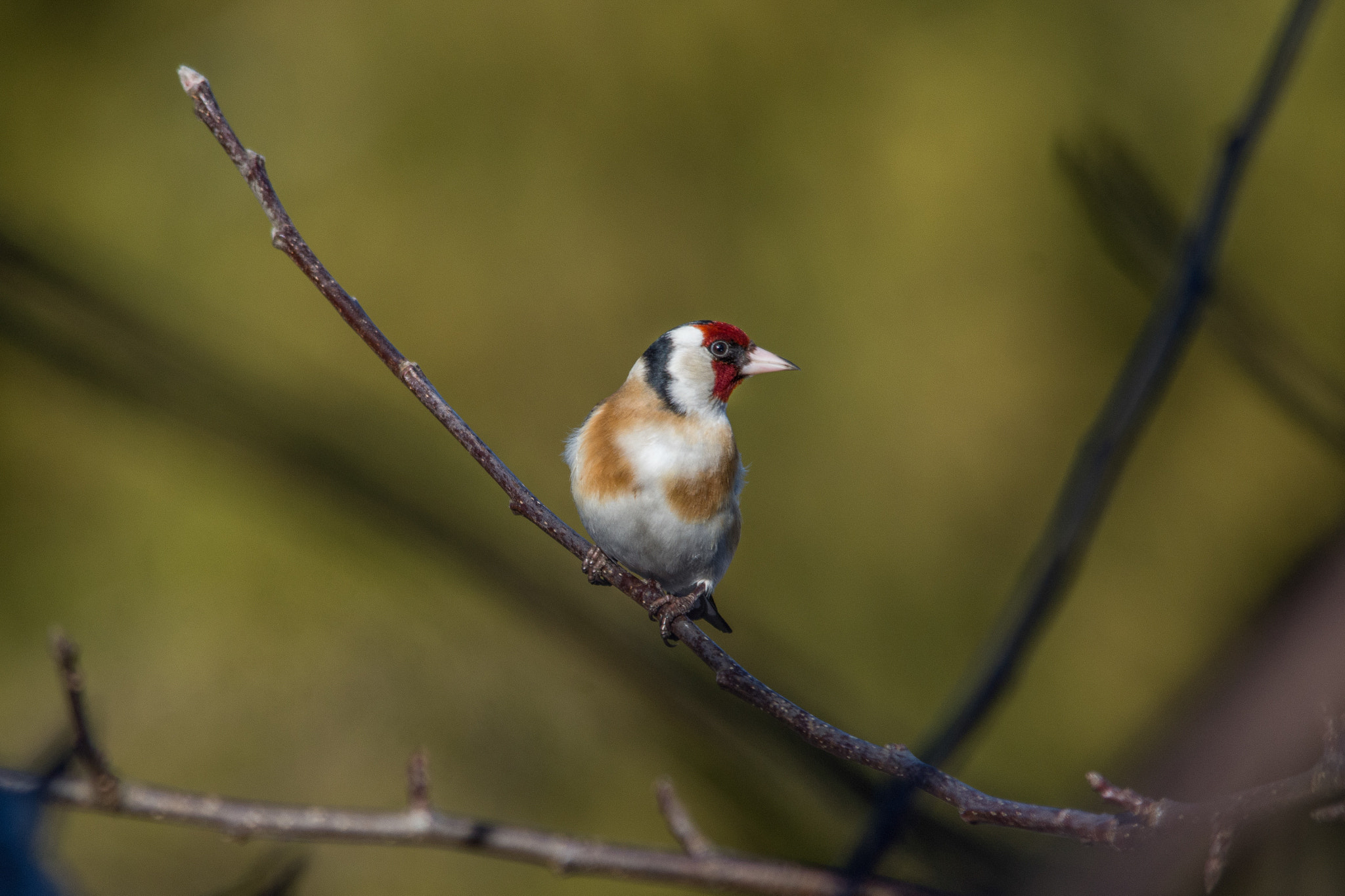 Sigma 150-500mm F5-6.3 DG OS HSM sample photo. European goldfinch photography
