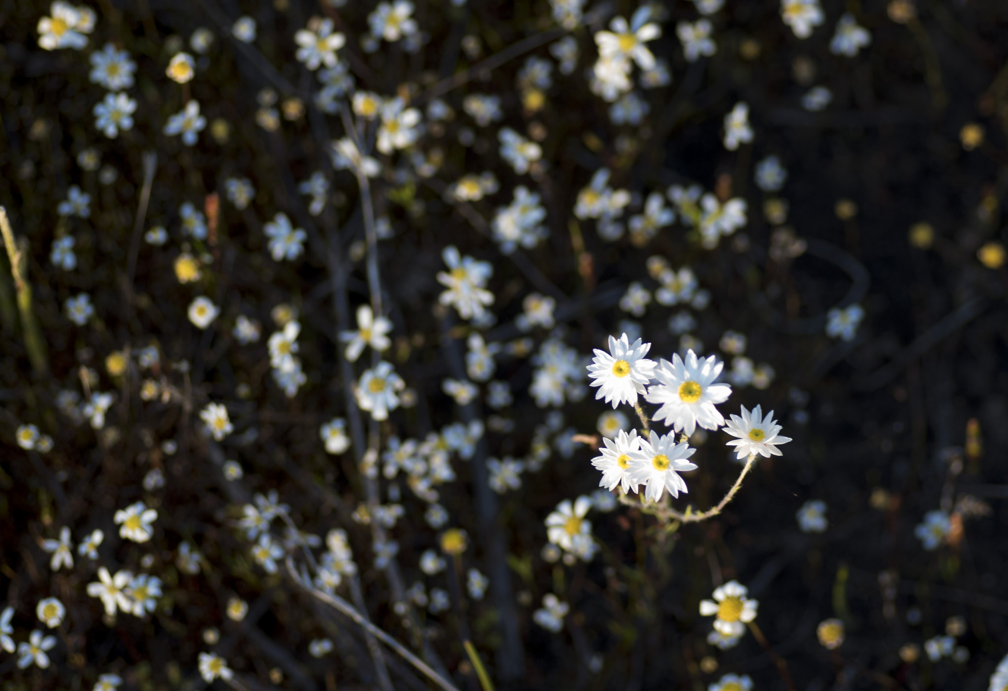 Nikon D810 sample photo. Unseen beauty of western australia photography