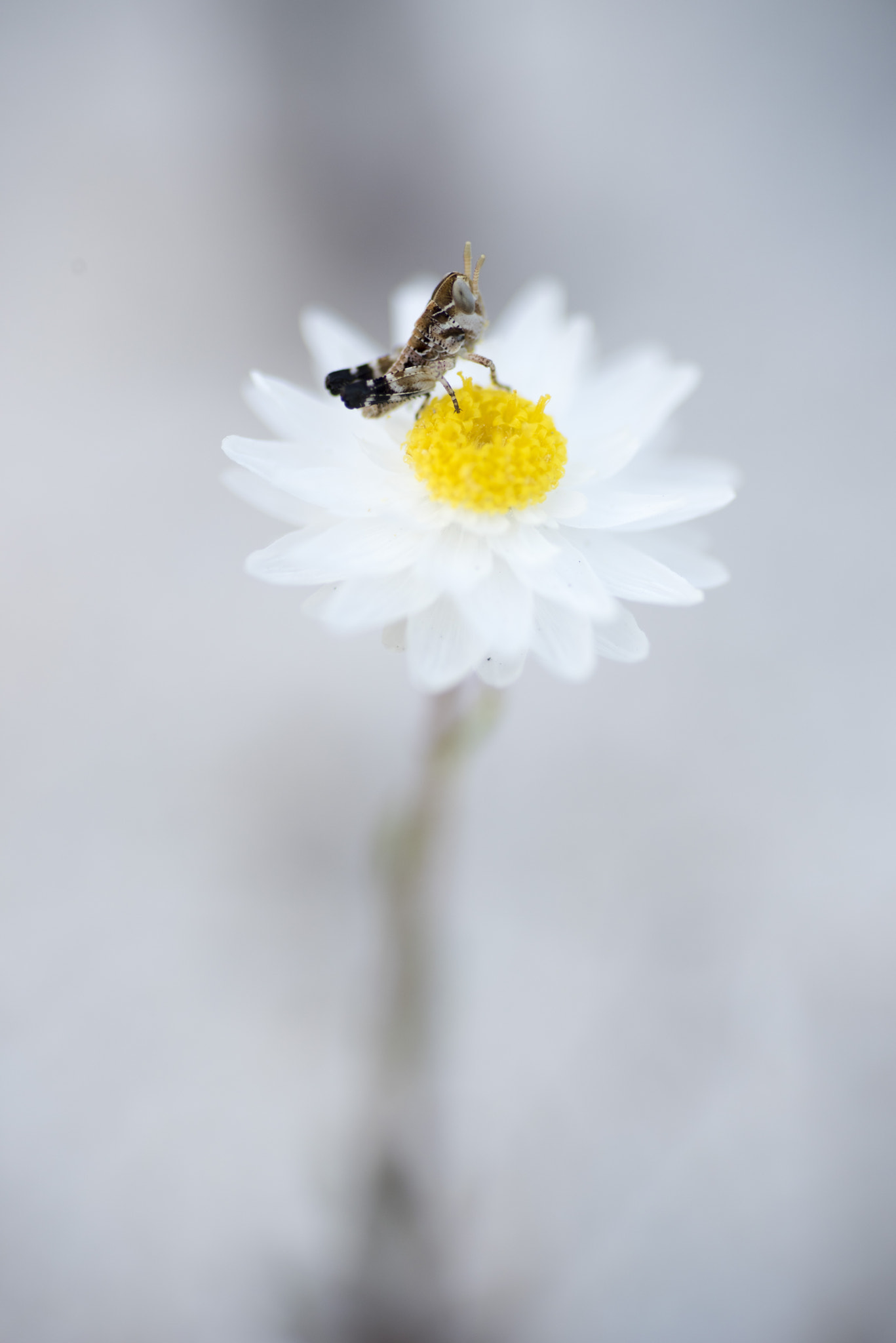 Nikon D810 sample photo. Unseen beauty of western australia photography