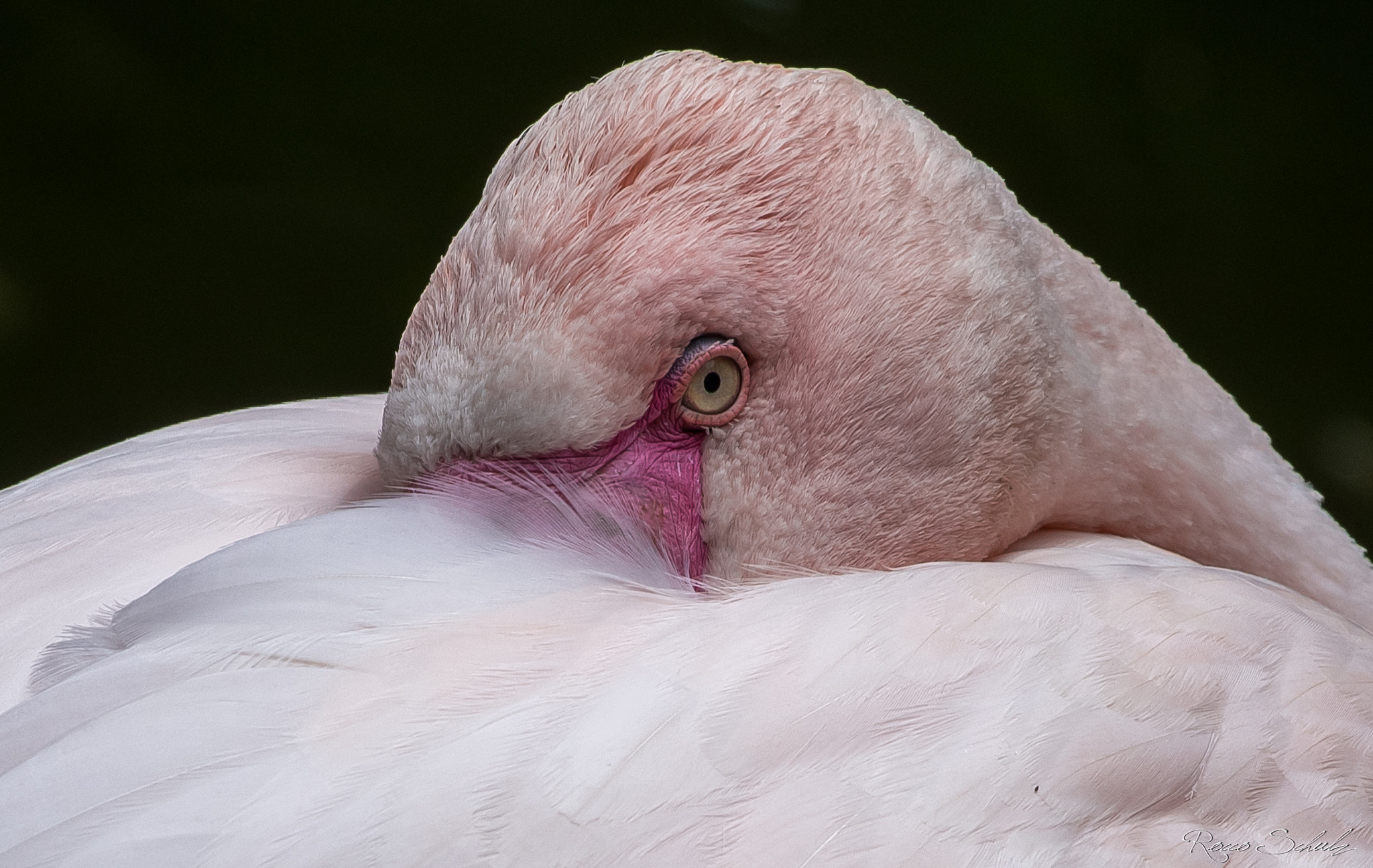 Nikon AF-S Nikkor 70-200mm F4G ED VR sample photo. Flamingo photography