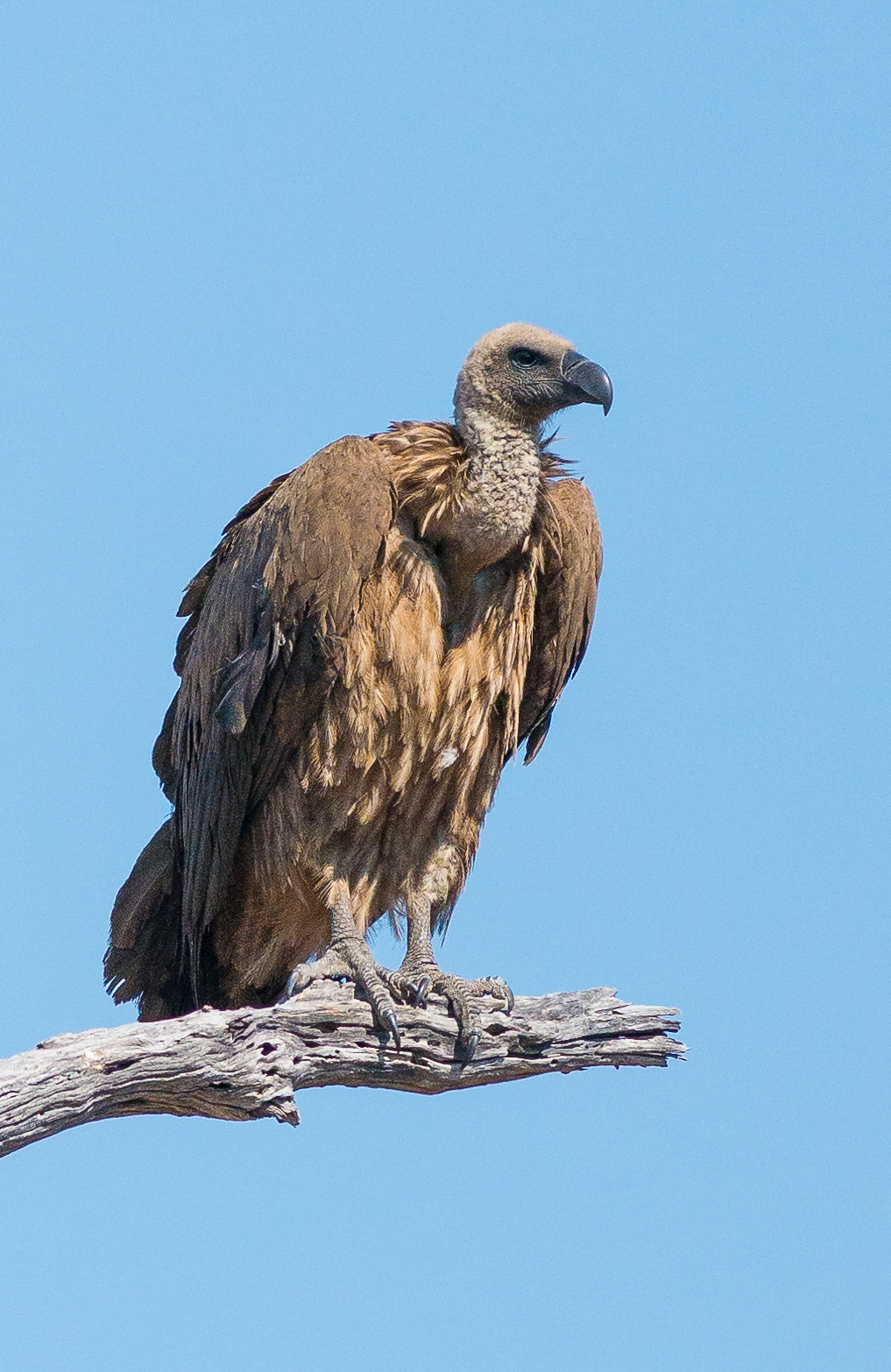 Nikon AF-S Nikkor 300mm F2.8G ED VR II sample photo. Vulture photography