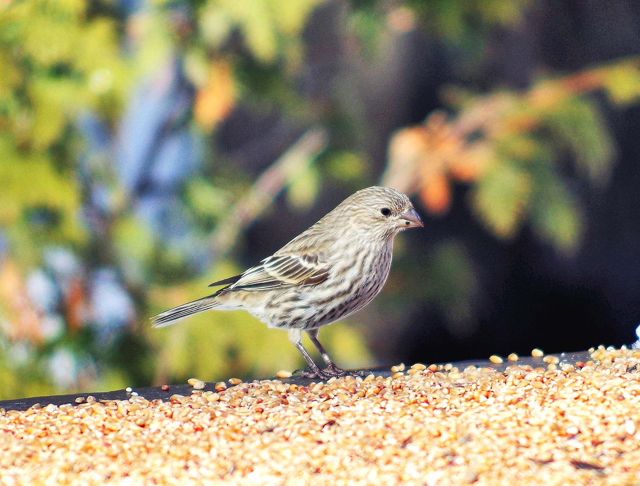 Pentax K-50 + smc PENTAX-DA L 55-300mm F4-5.8 ED sample photo. Finch photography