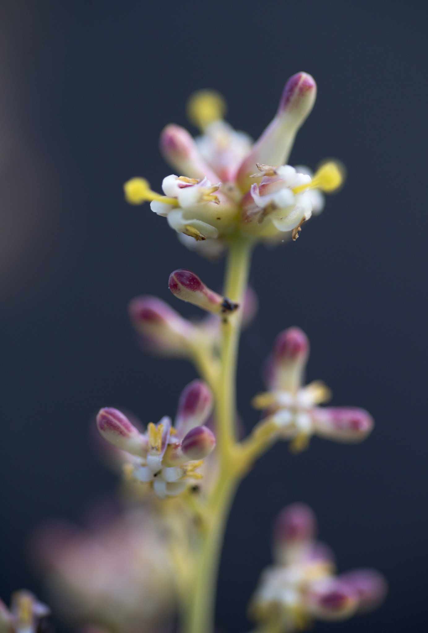 Nikon D810 sample photo. Unseen beauty of western australia photography