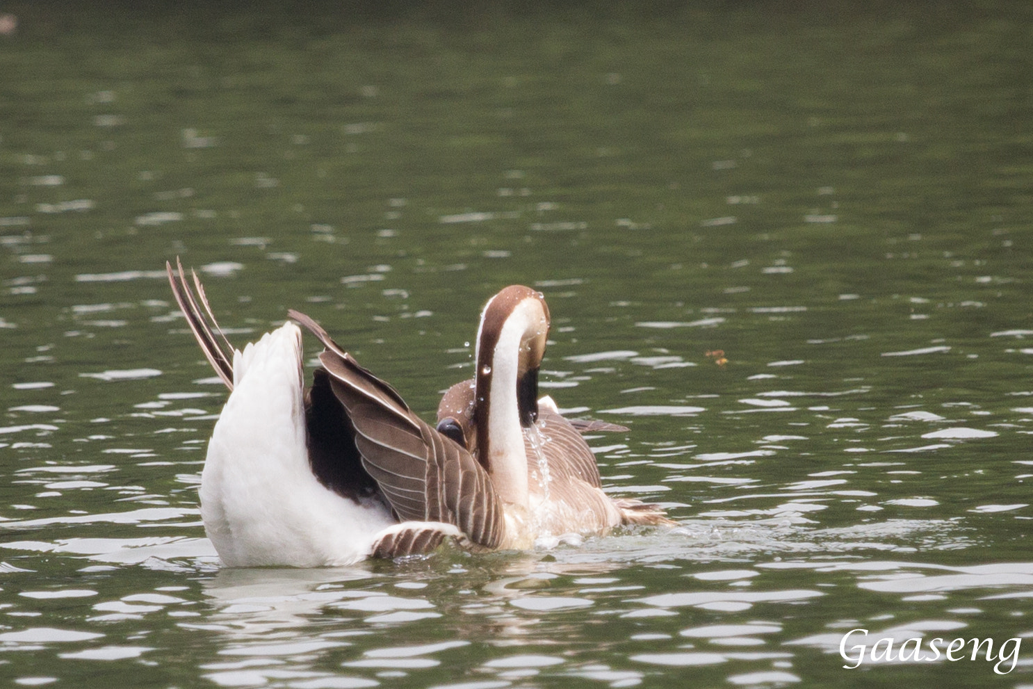 Canon EOS 60D + Canon EF 70-200mm F4L IS USM sample photo. Geese photography