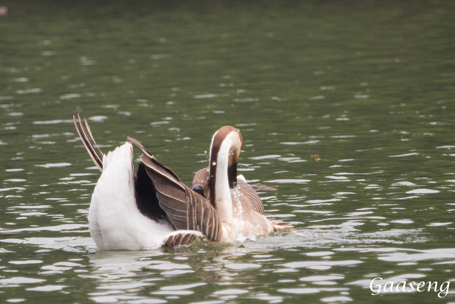 Canon EOS 60D sample photo. Geese photography