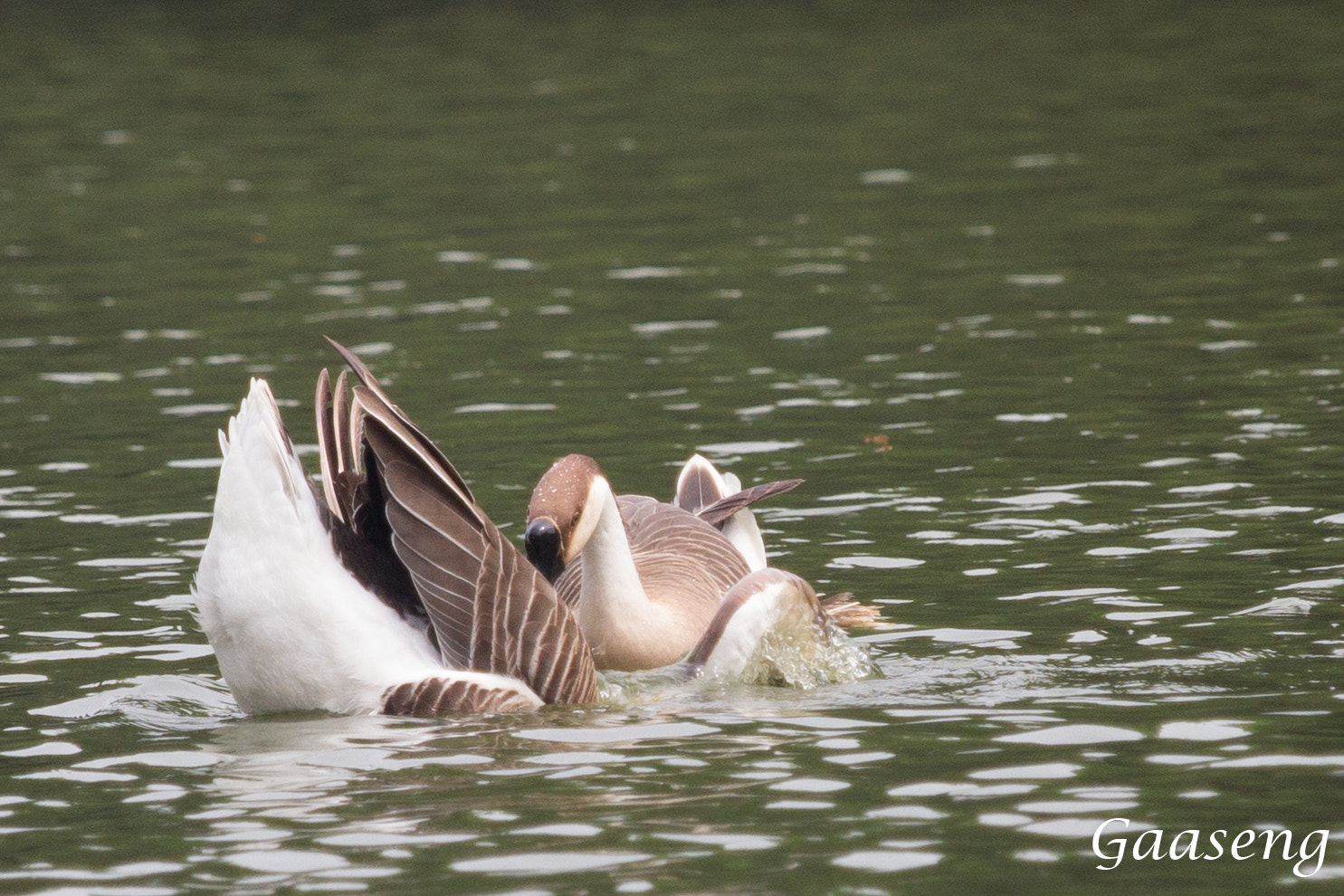 Canon EOS 60D + Canon EF 70-200mm F4L IS USM sample photo. Geese photography