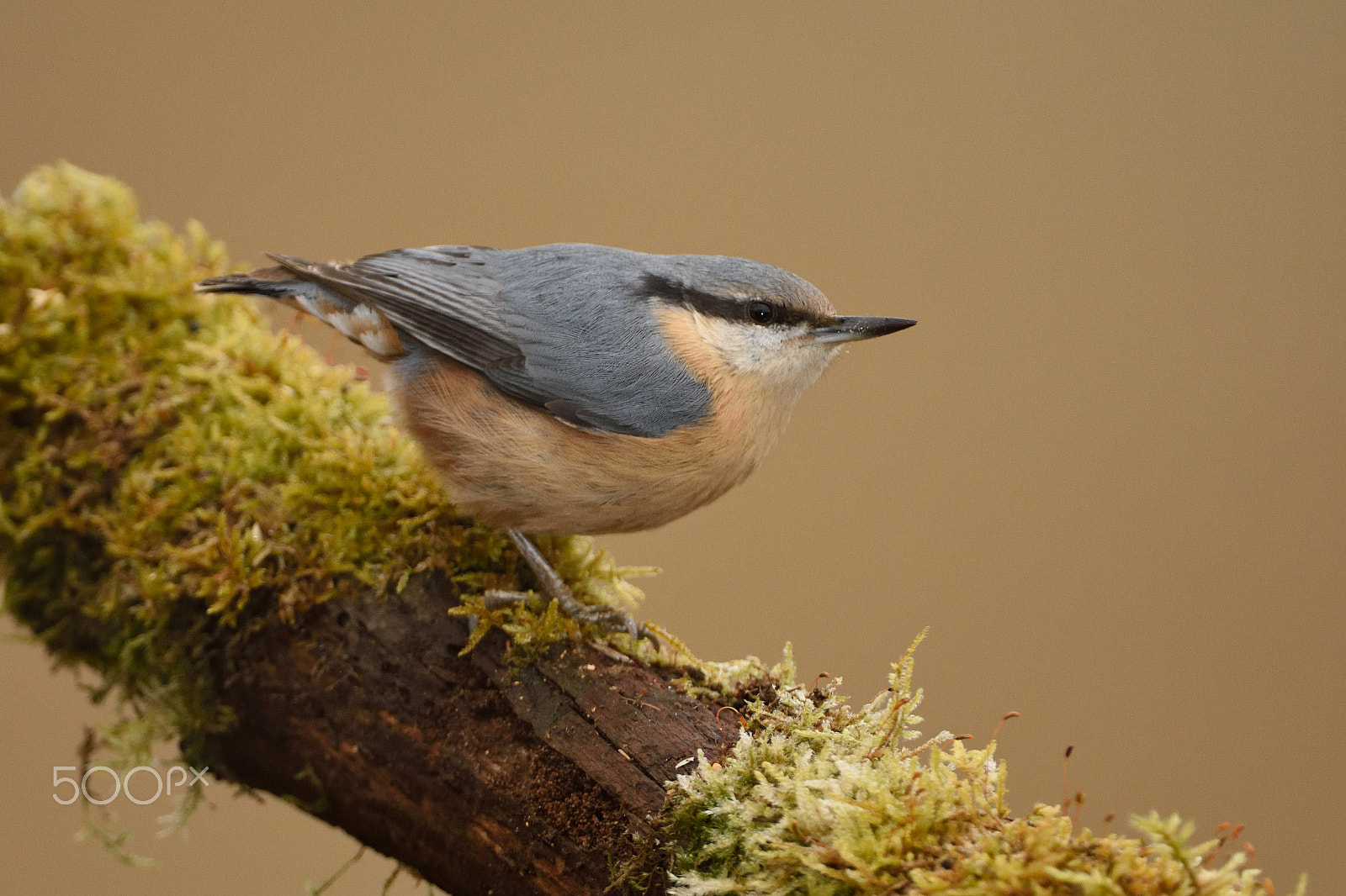 Nikon AF-S Nikkor 200-400mm F4G ED-IF VR sample photo. Pica-soques blau photography