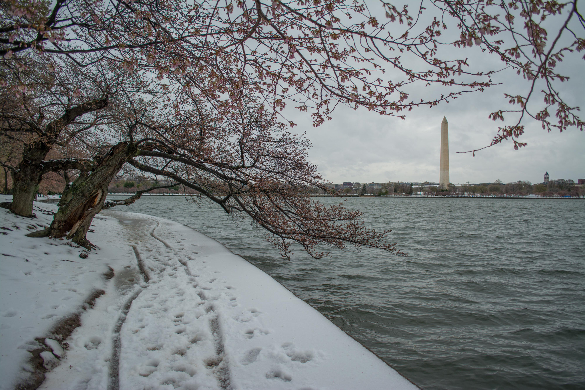 Nikon D7100 sample photo. Cherry blossom and snow photography