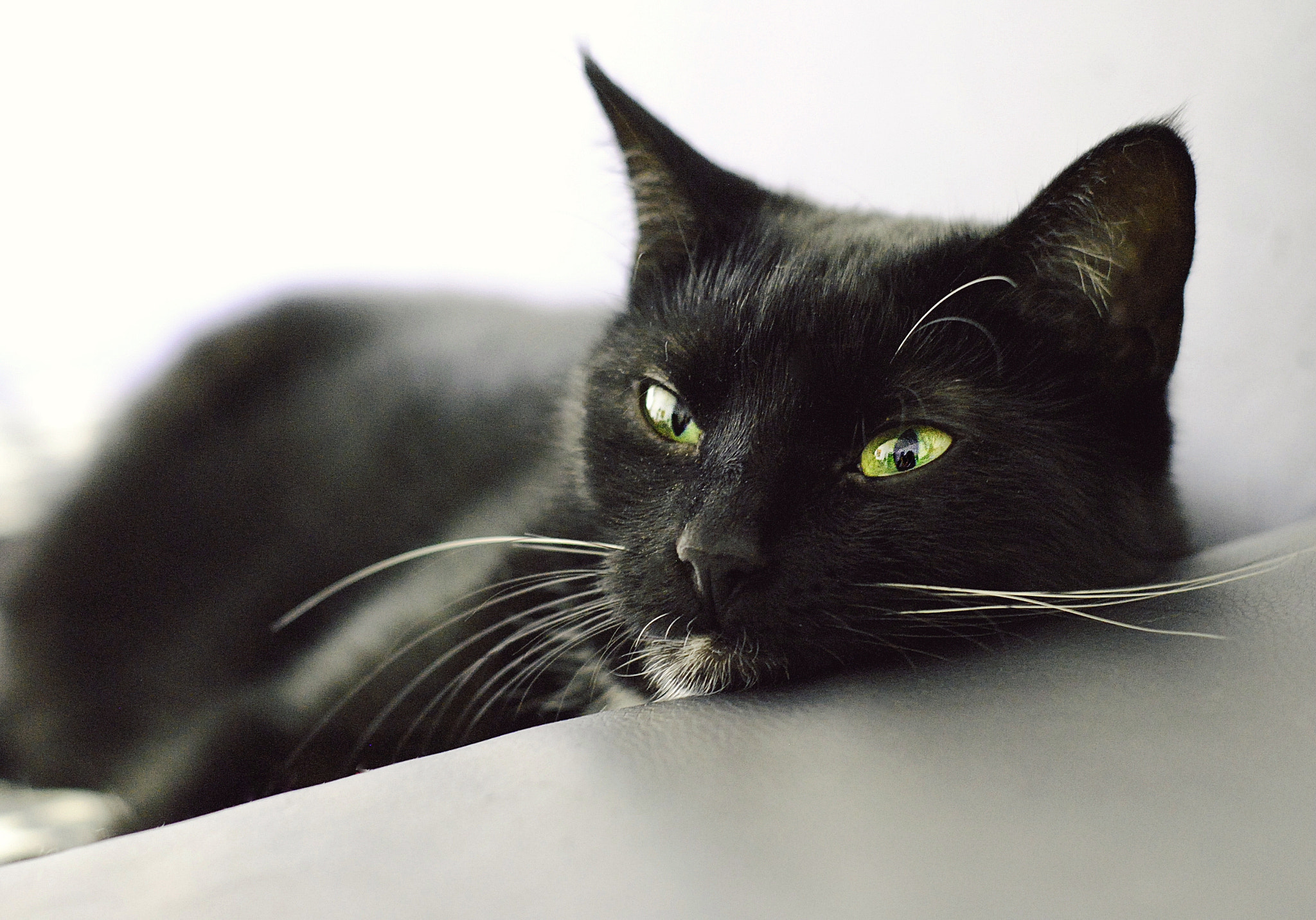 Nikon D3000 + Nikon AF-S Nikkor 50mm F1.8G sample photo. White whiskers photography