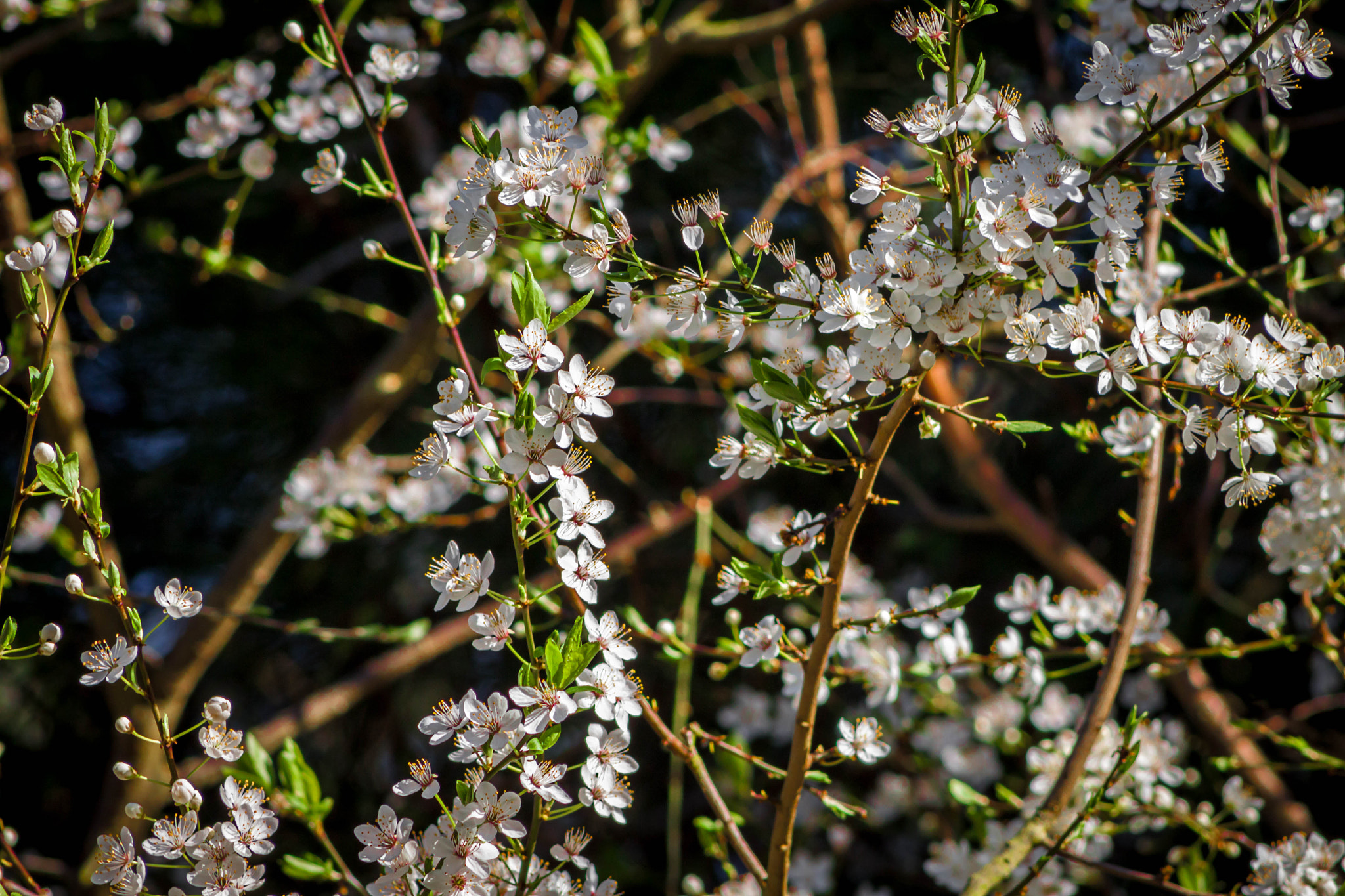 Canon EOS 500D (EOS Rebel T1i / EOS Kiss X3) sample photo. Cherry blossom photography