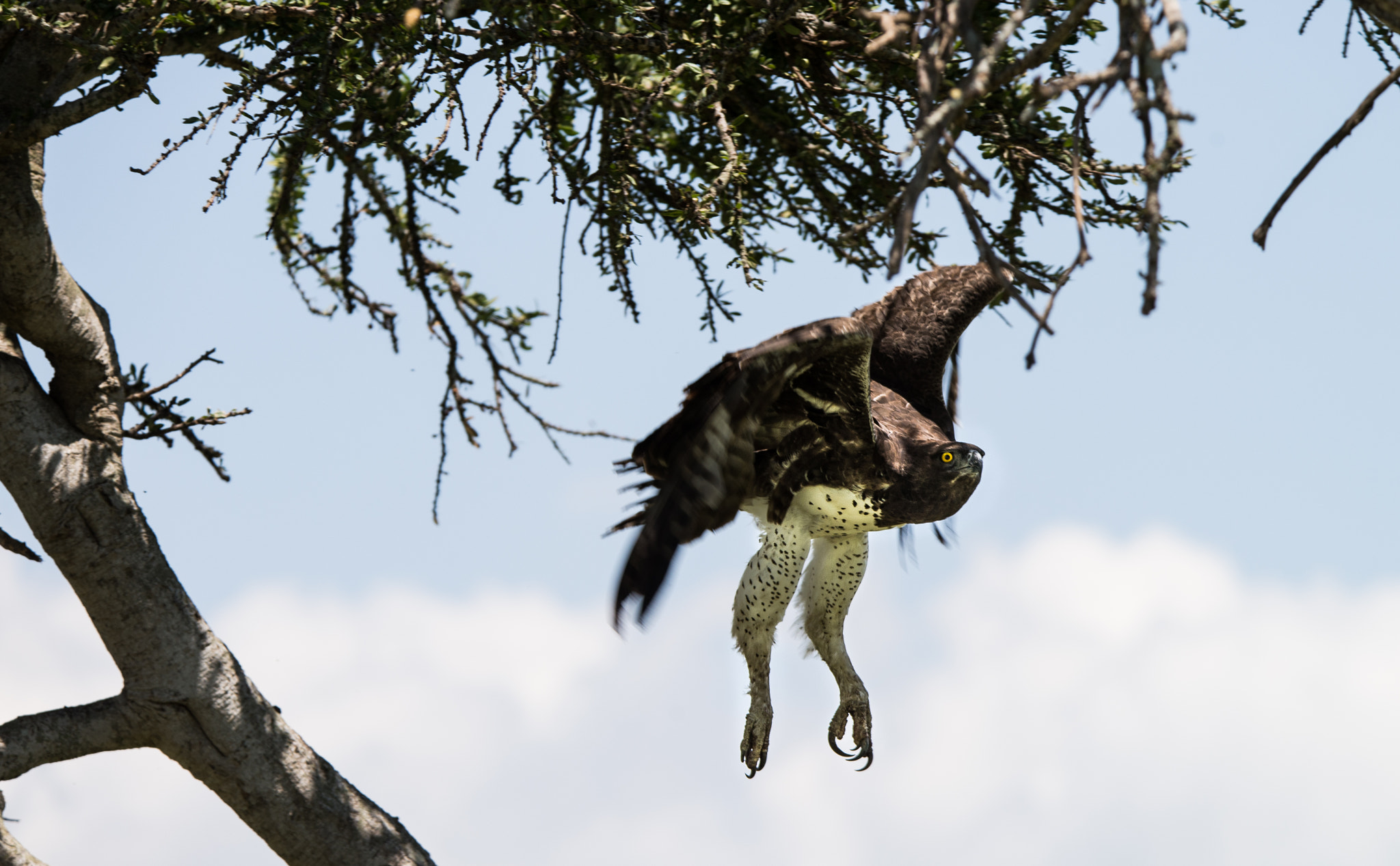 Nikon D600 sample photo. Hunting photography