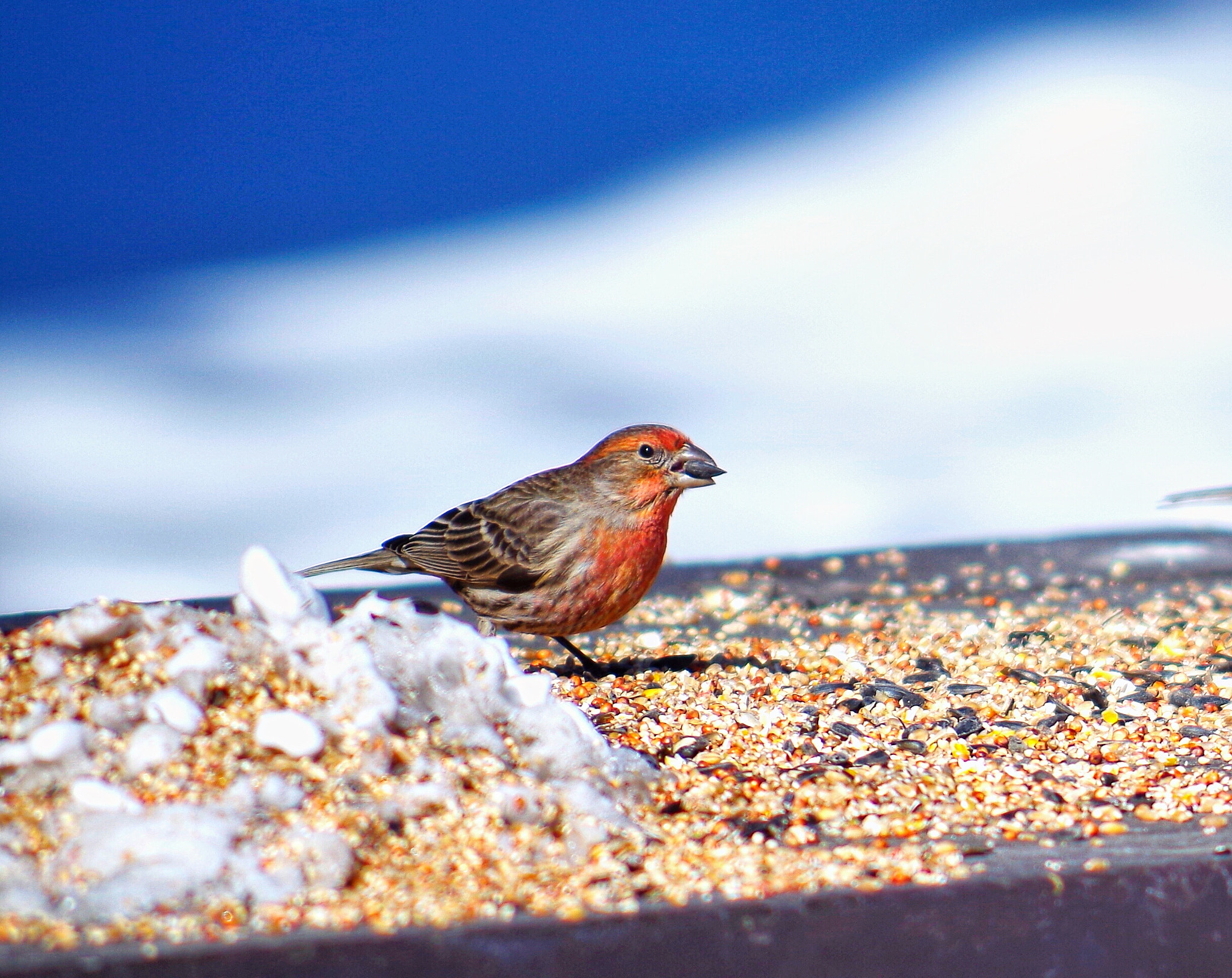 Pentax K-50 sample photo. Winter photography