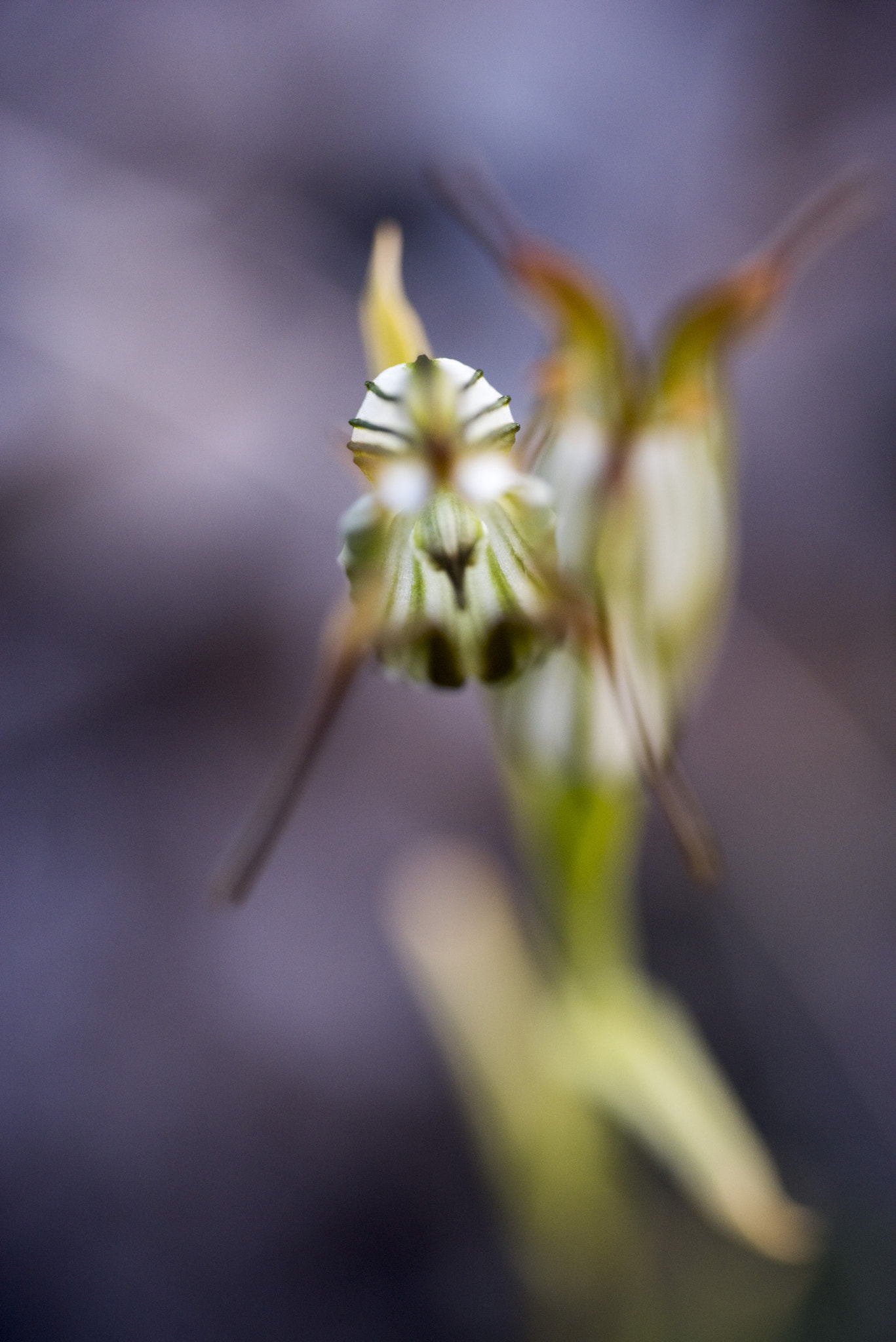 Nikon D810 sample photo. Unseen beauty of western australia photography