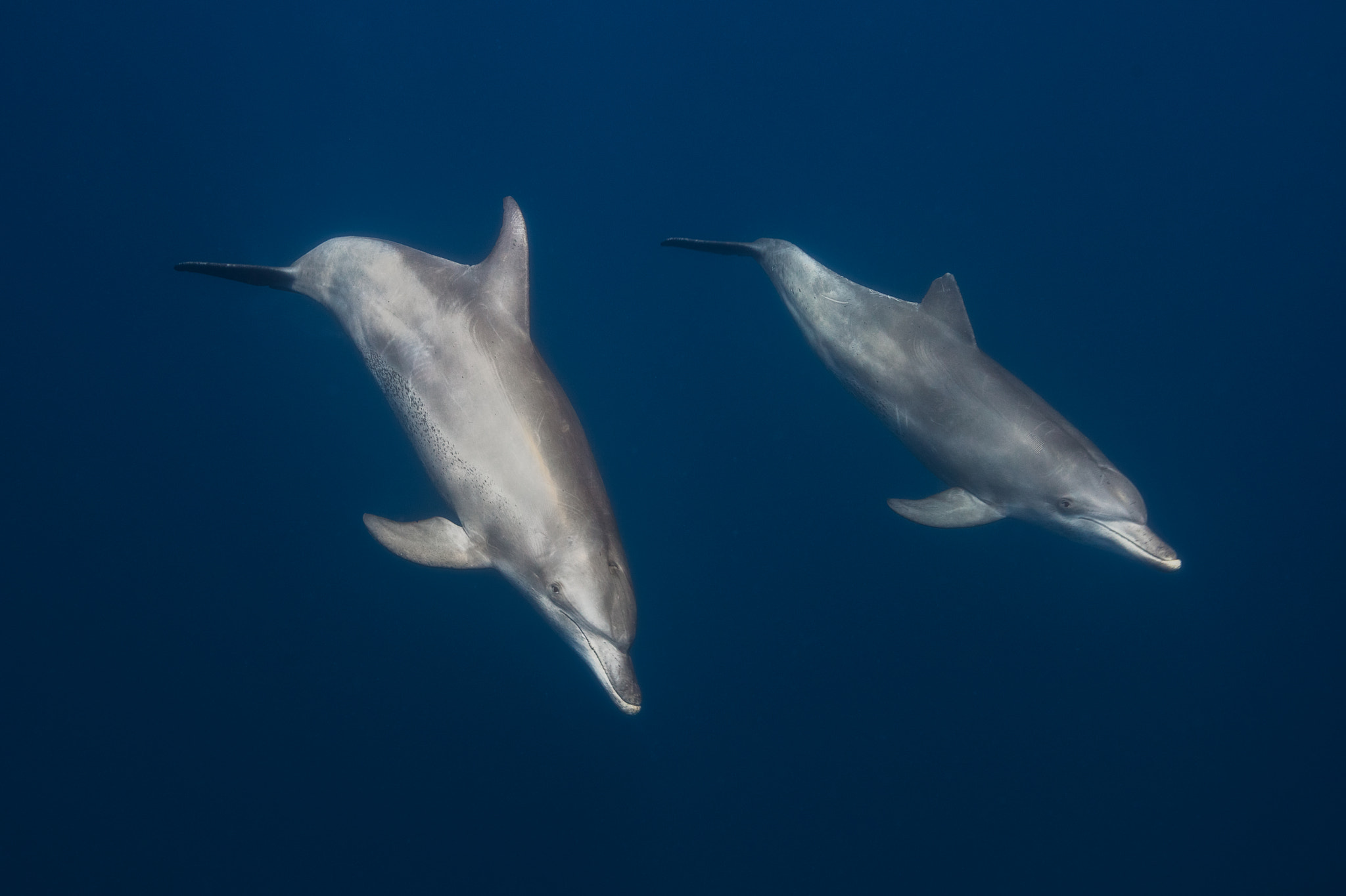 Canon EF 16-35mm F2.8L II USM sample photo. Indo-pacific bottlenose dolphin photography