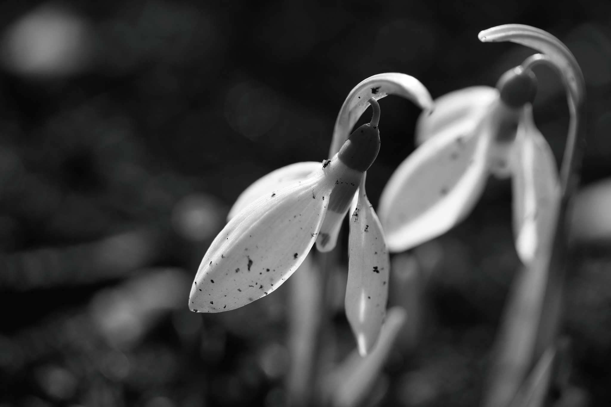 Canon EF-S 60mm F2.8 Macro USM sample photo. Пролет за двама photography