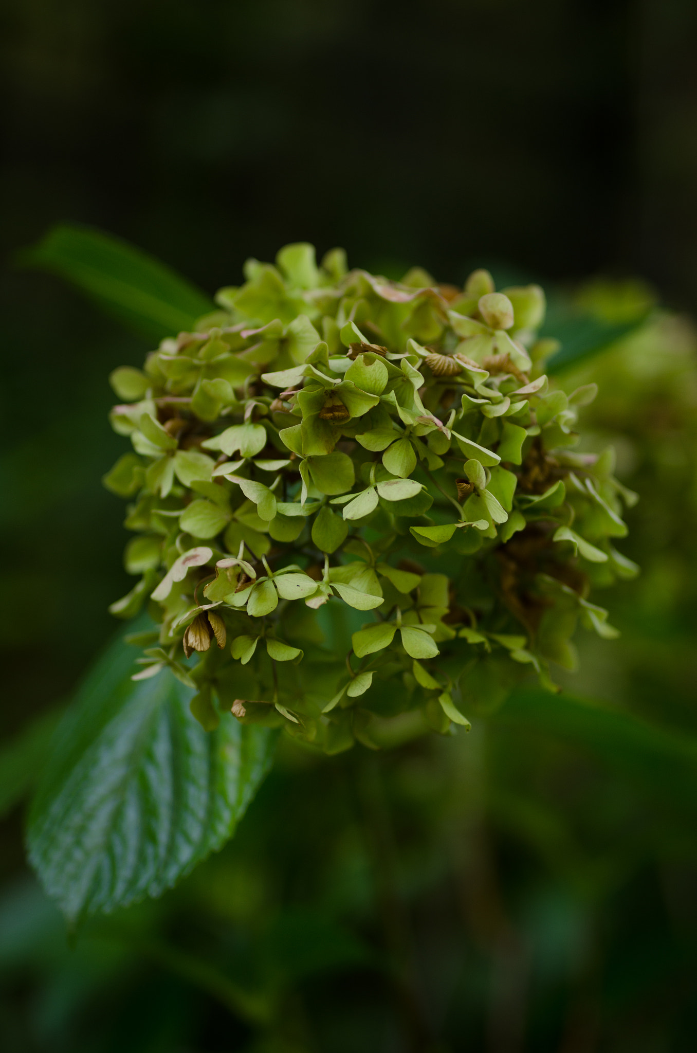 Nikon D7000 + Sigma 50mm F1.4 DG HSM Art sample photo. Green hydrangea photography