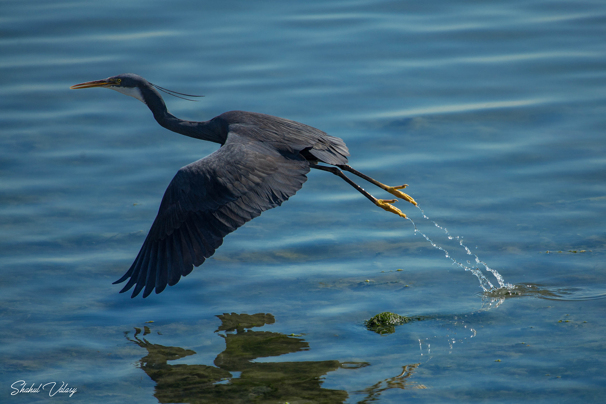 Canon EOS 6D sample photo. Western reef egret photography