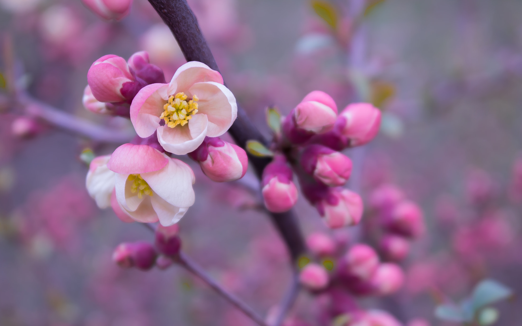 Samsung NX 20-50mm F3.5-5.6 ED sample photo. Spring softness photography