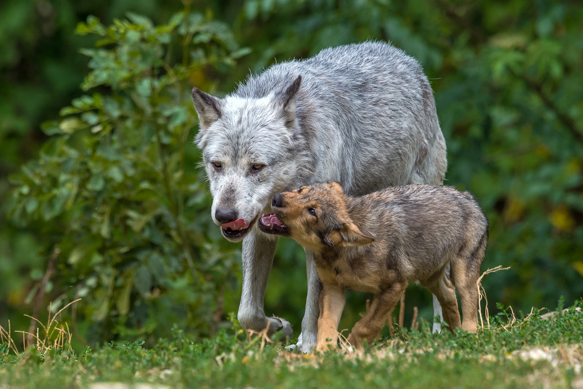 Nikon D4S + Nikon AF-S Nikkor 400mm F2.8G ED VR II sample photo. Wolf photography