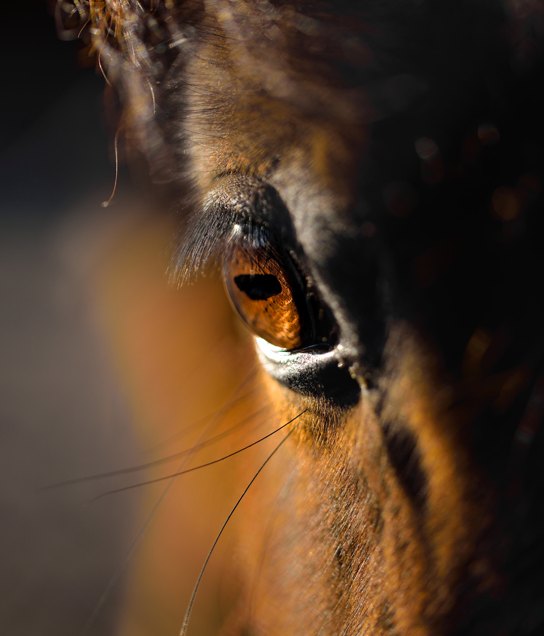 Sigma 105mm F2.8 EX DG OS HSM sample photo. Animal macro 01 photography