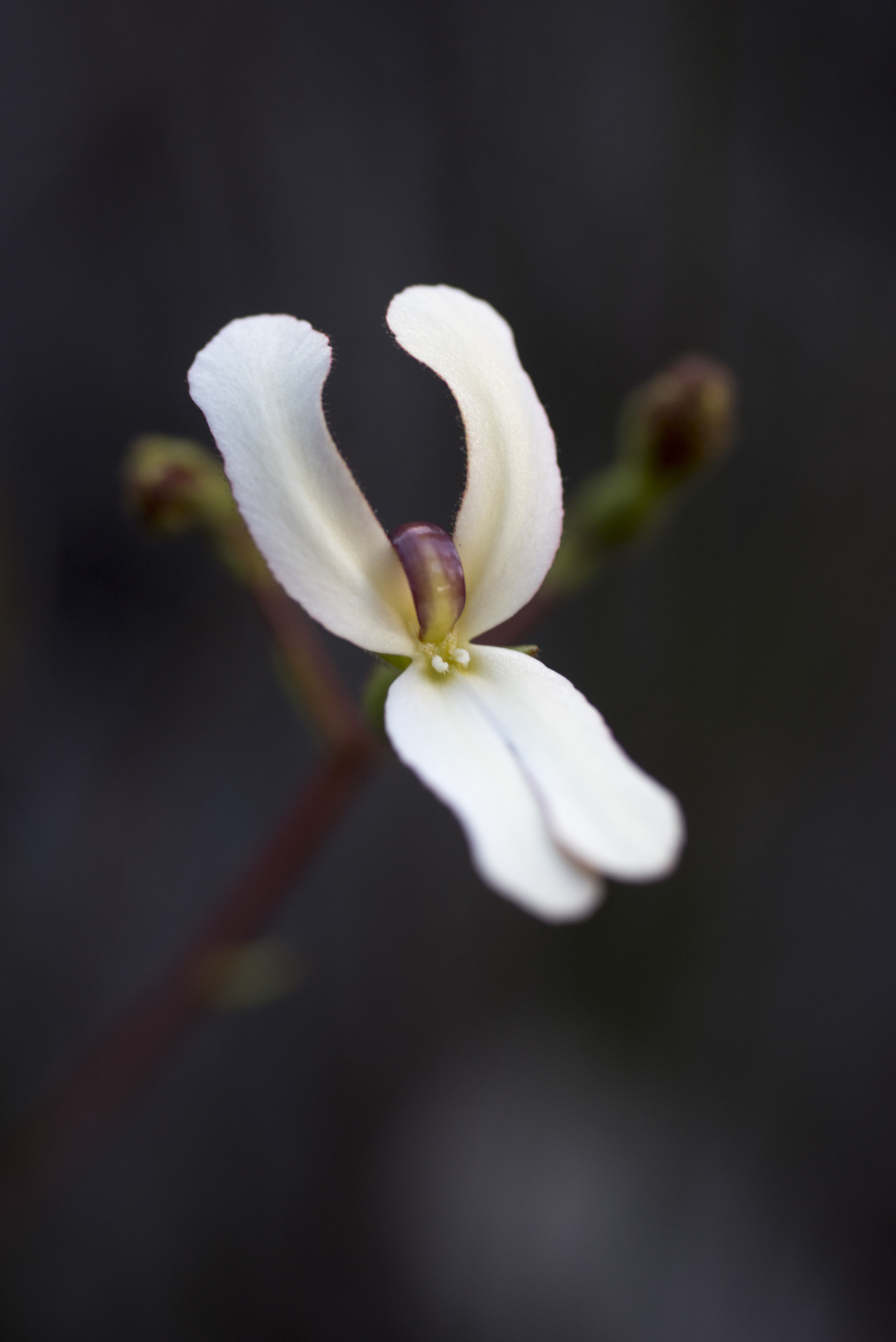 Nikon D810 sample photo. Unseen beauty of western australia photography